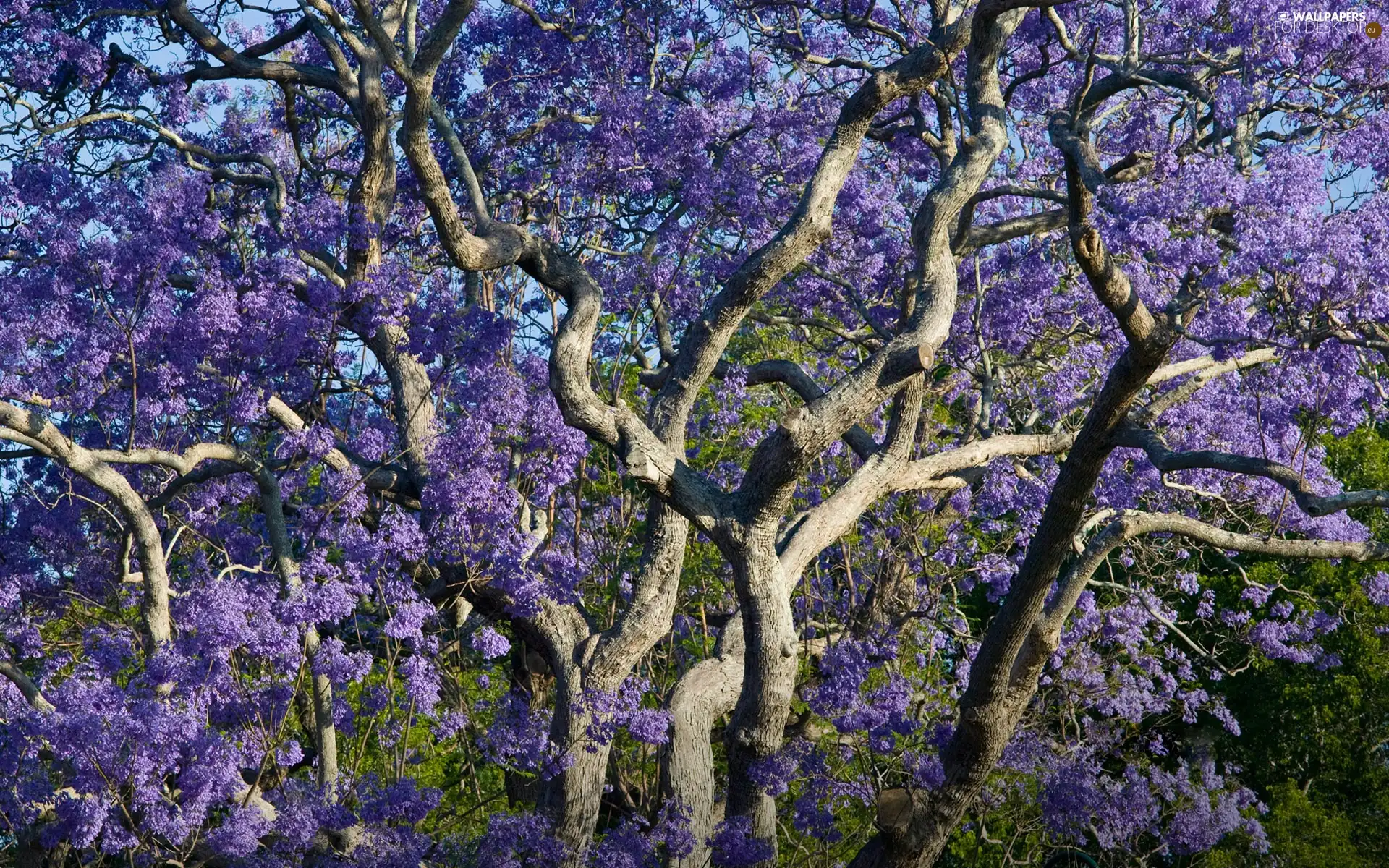 trees, Violet, without