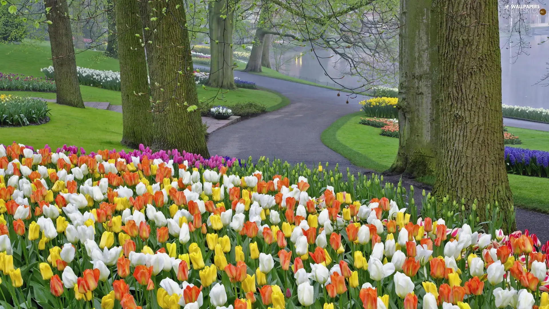 Tracks, viewes, Tulips, trees