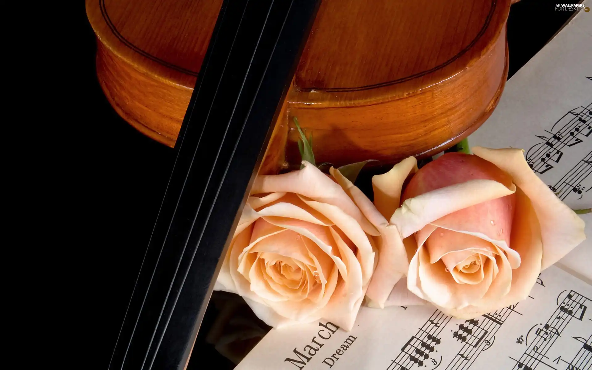 Tunes, violin, roses