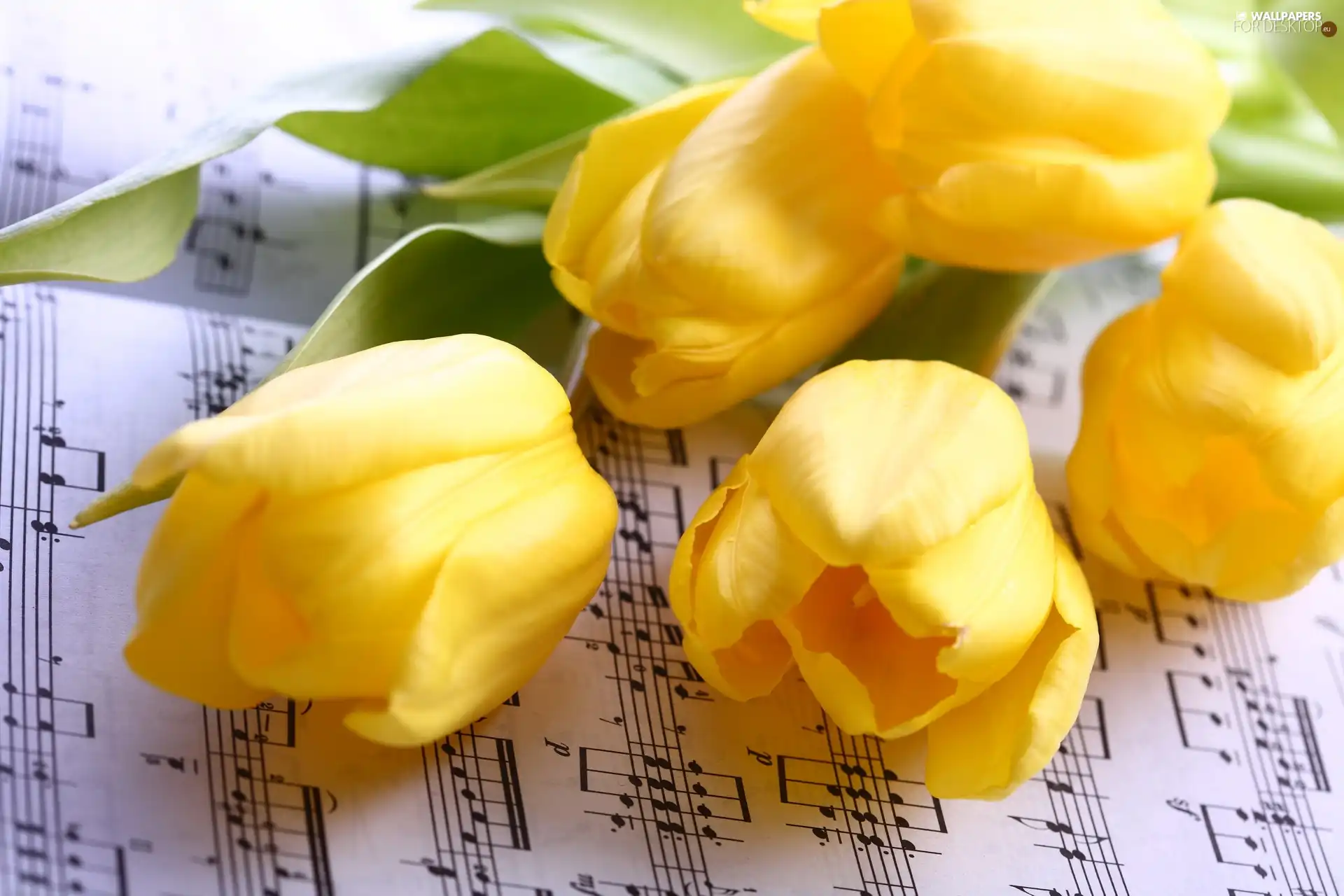 Tunes, Yellow, Tulips