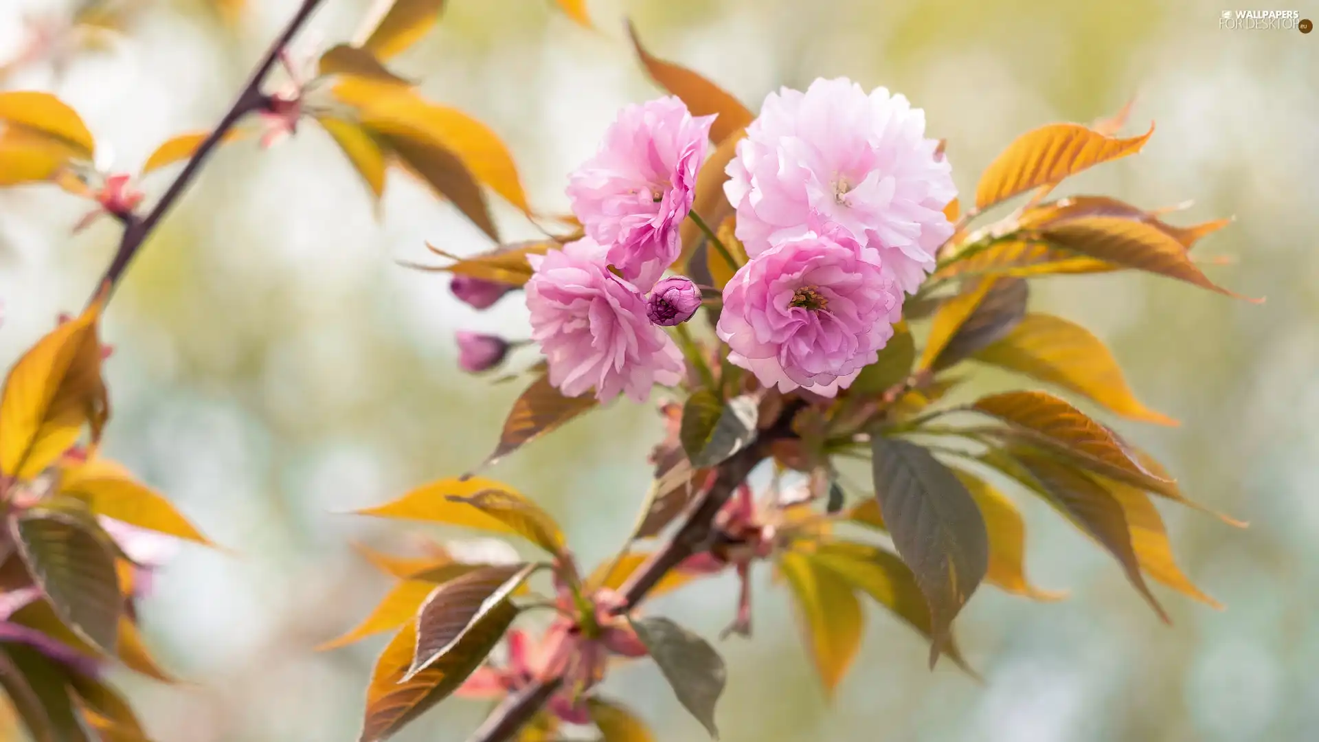 Flowers, Japanese Cherry, twig, Pink, Blossoming