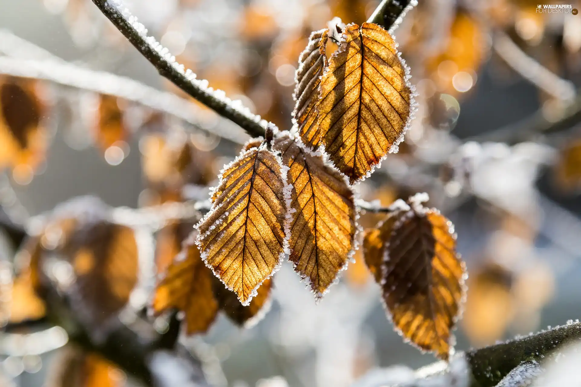 Twigs, frosty, Leaf