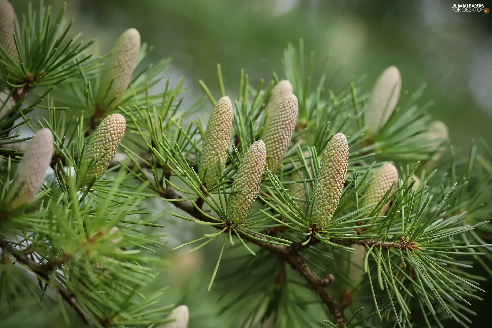 Softwood, cones, pine, Twigs