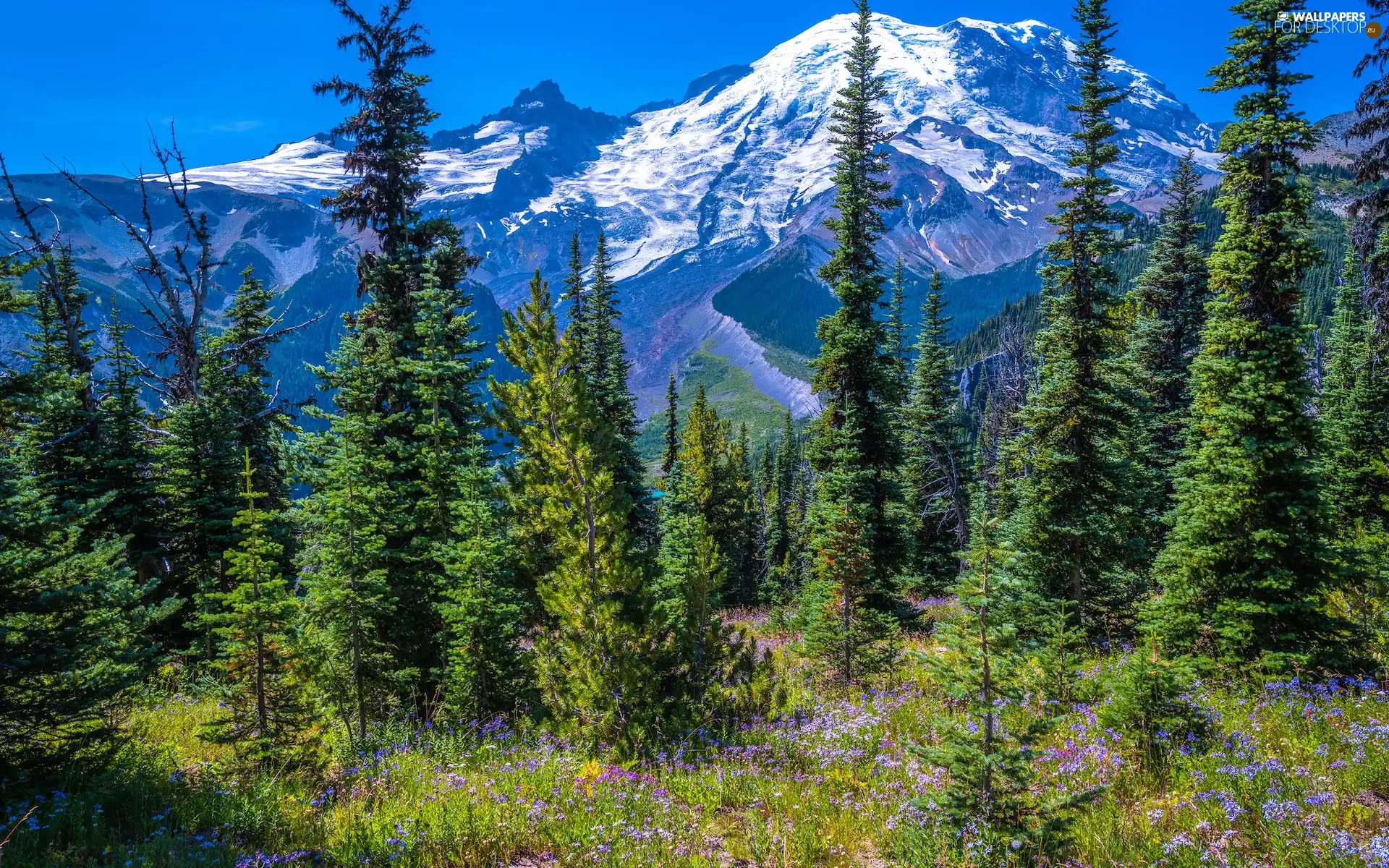 Mountains, Snowy, trees, viewes, Washington State, The United States, Flowers, Mount Rainier National Park, Spruces