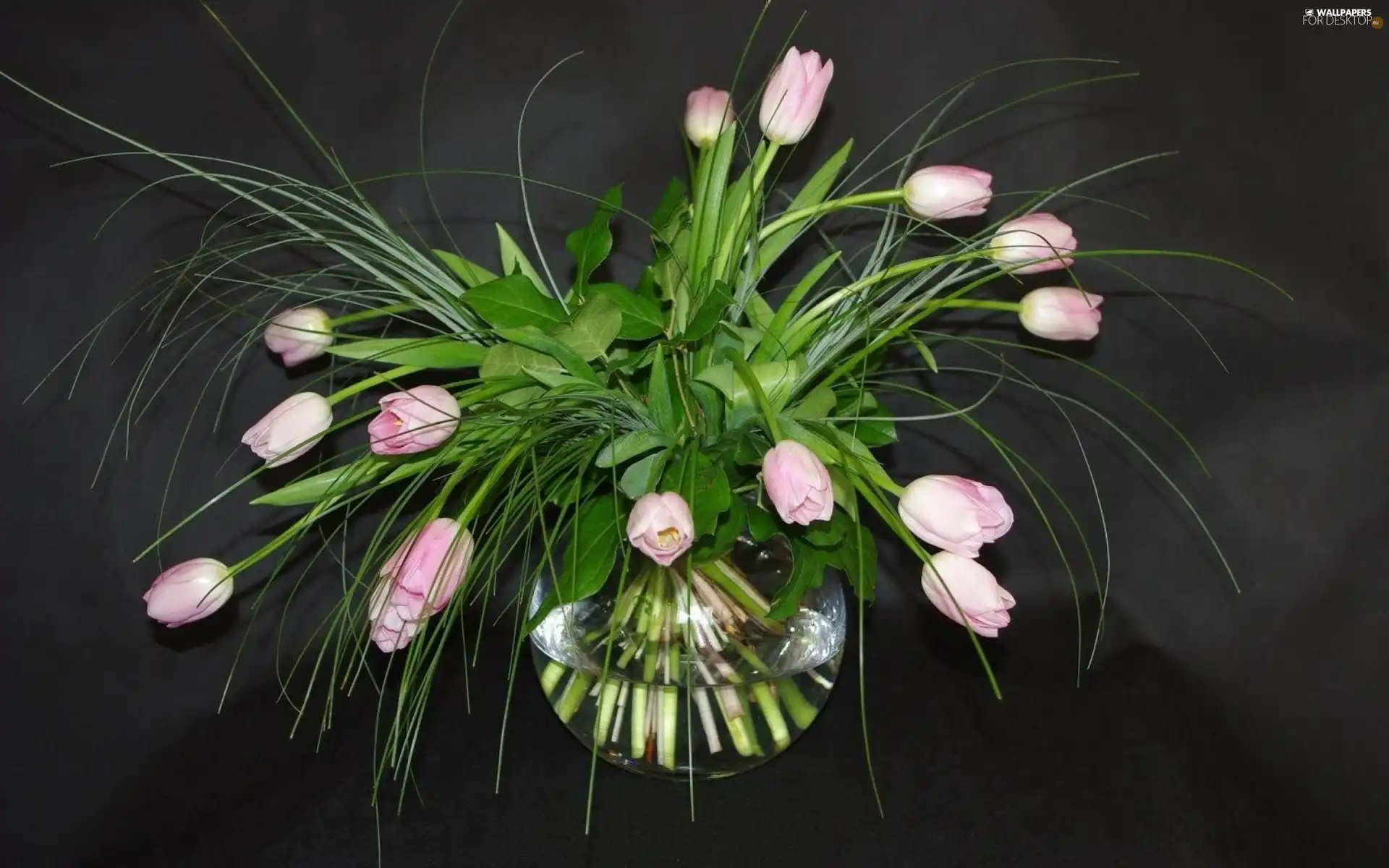 white and Pink, glass, vase, Tulips