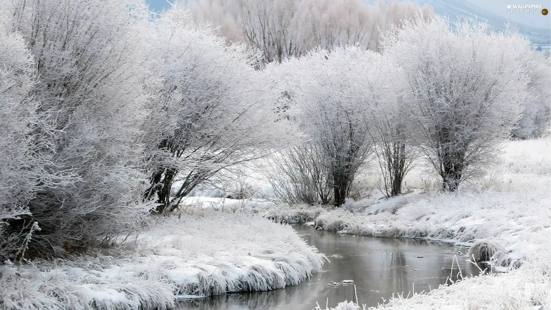 viewes, White frost, River, trees, winter