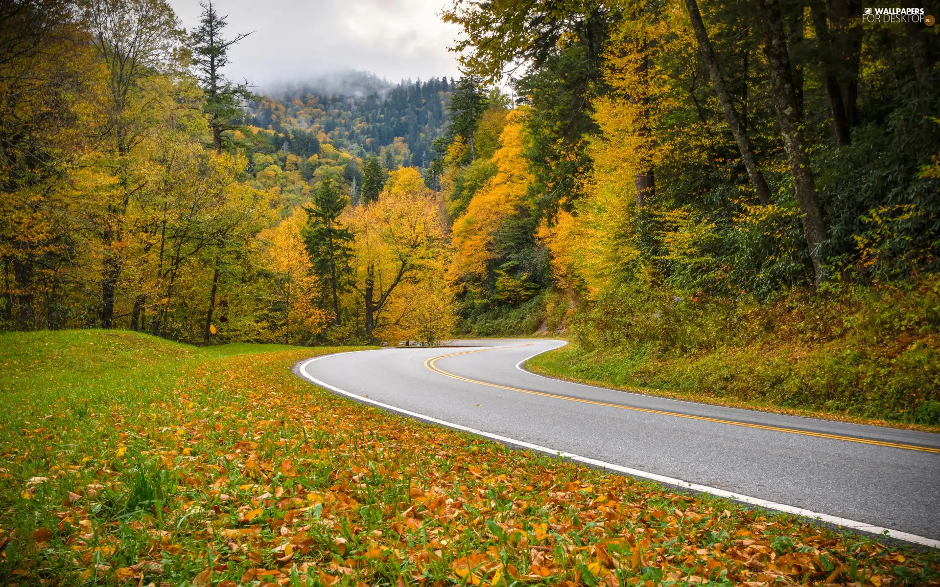 Tennessee State, forest, viewes, autumn, trees, Great Smoky Mountains National Park, fallen, Leaf, grass, color, turn, Way, Mountains, The United States