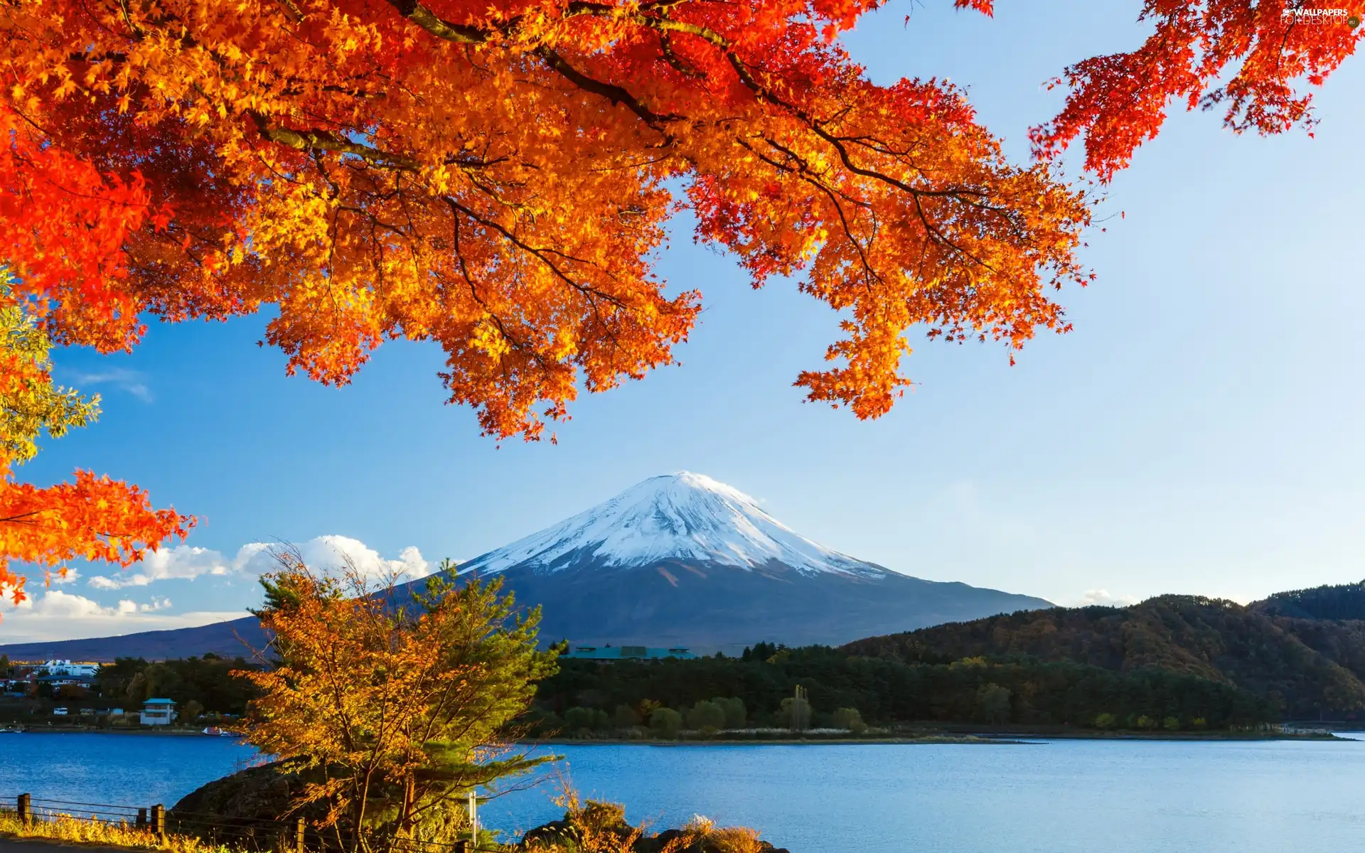 woods, Fuji, viewes, Japan, trees, lake