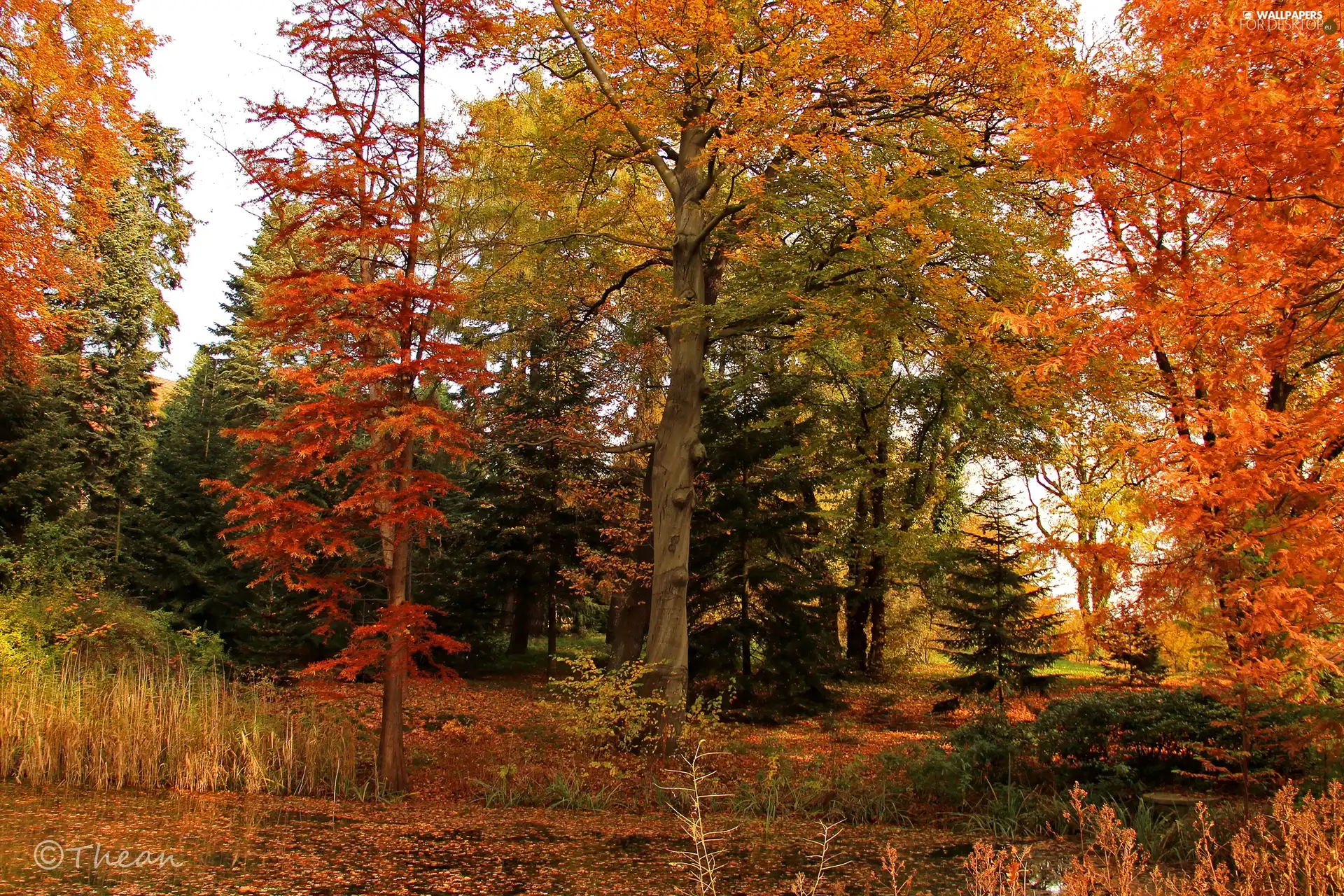 viewes, Dendrological Garden, Leaf, autumn, color, trees