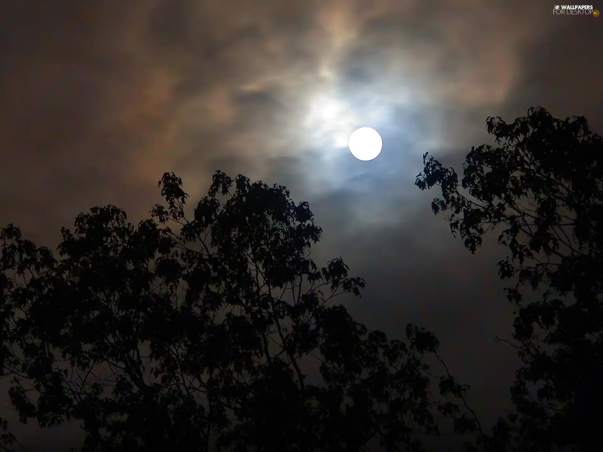 Night, trees, viewes, moon
