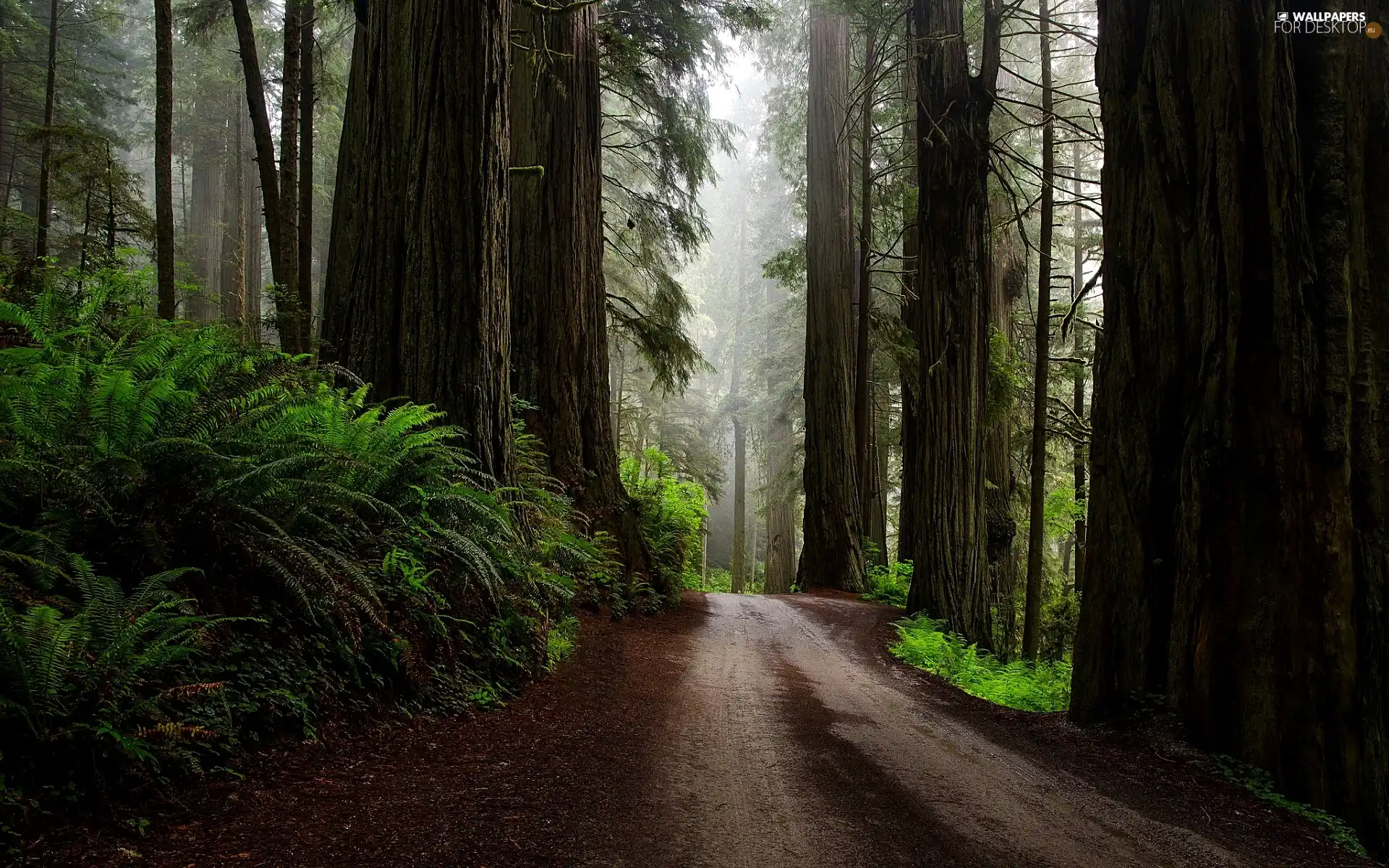 viewes, redwoods, forest, trees, Way