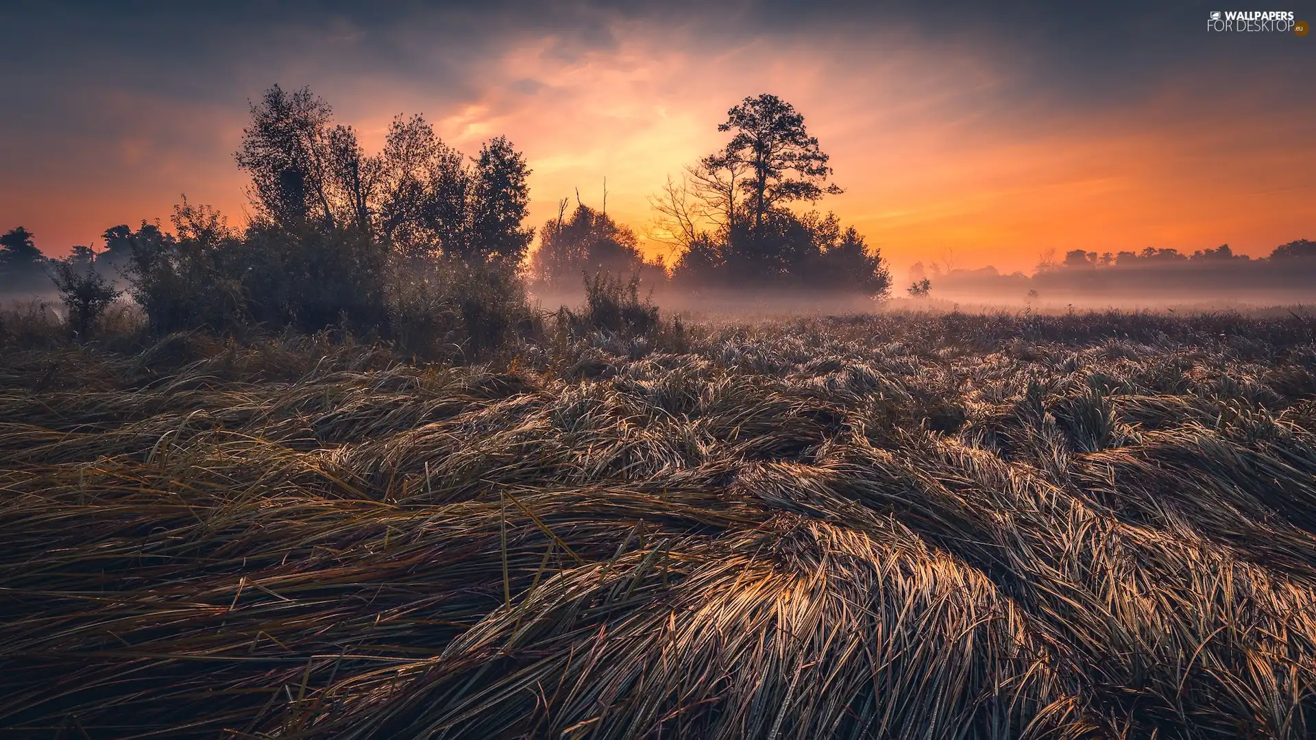 grass, Great Sunsets, viewes, Fog, trees, Meadow
