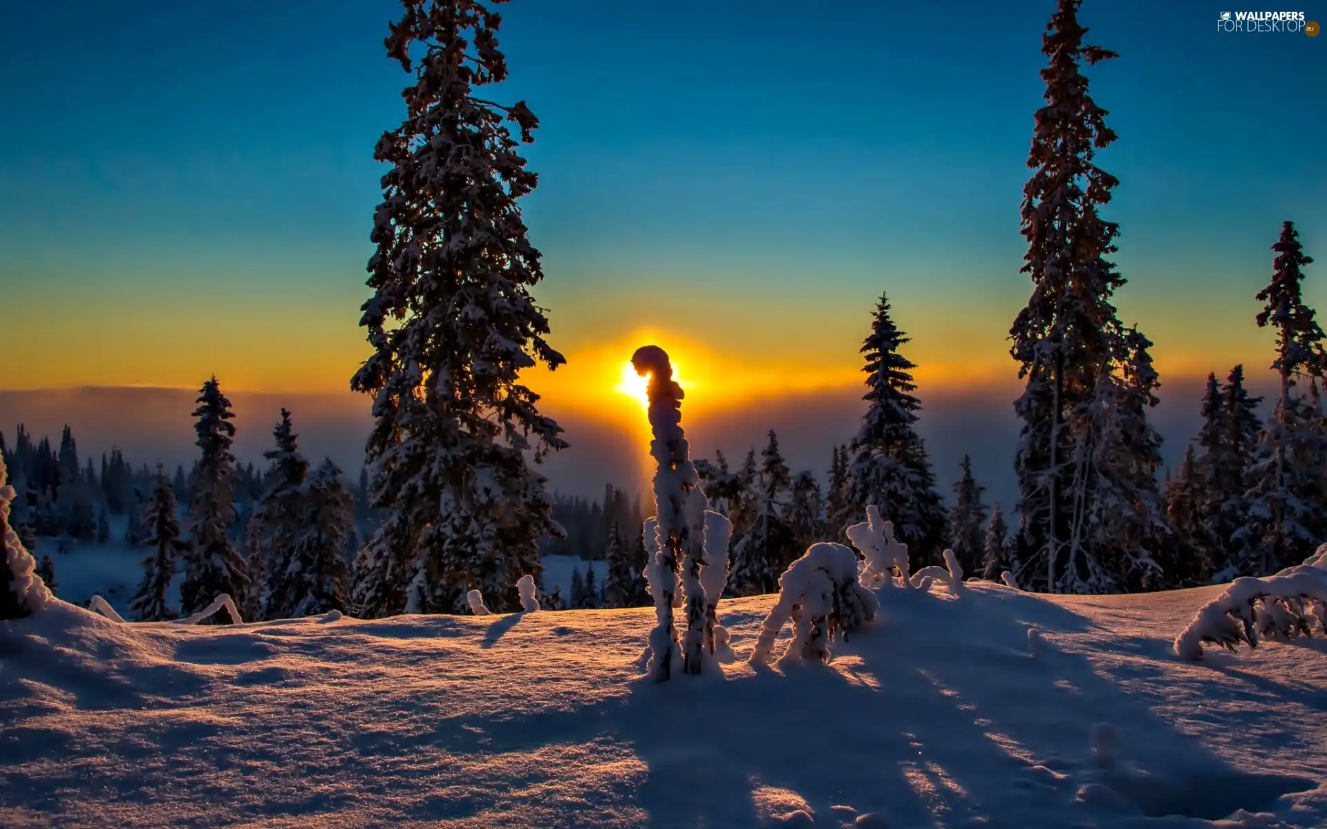 viewes, Great Sunsets, snow, trees, winter