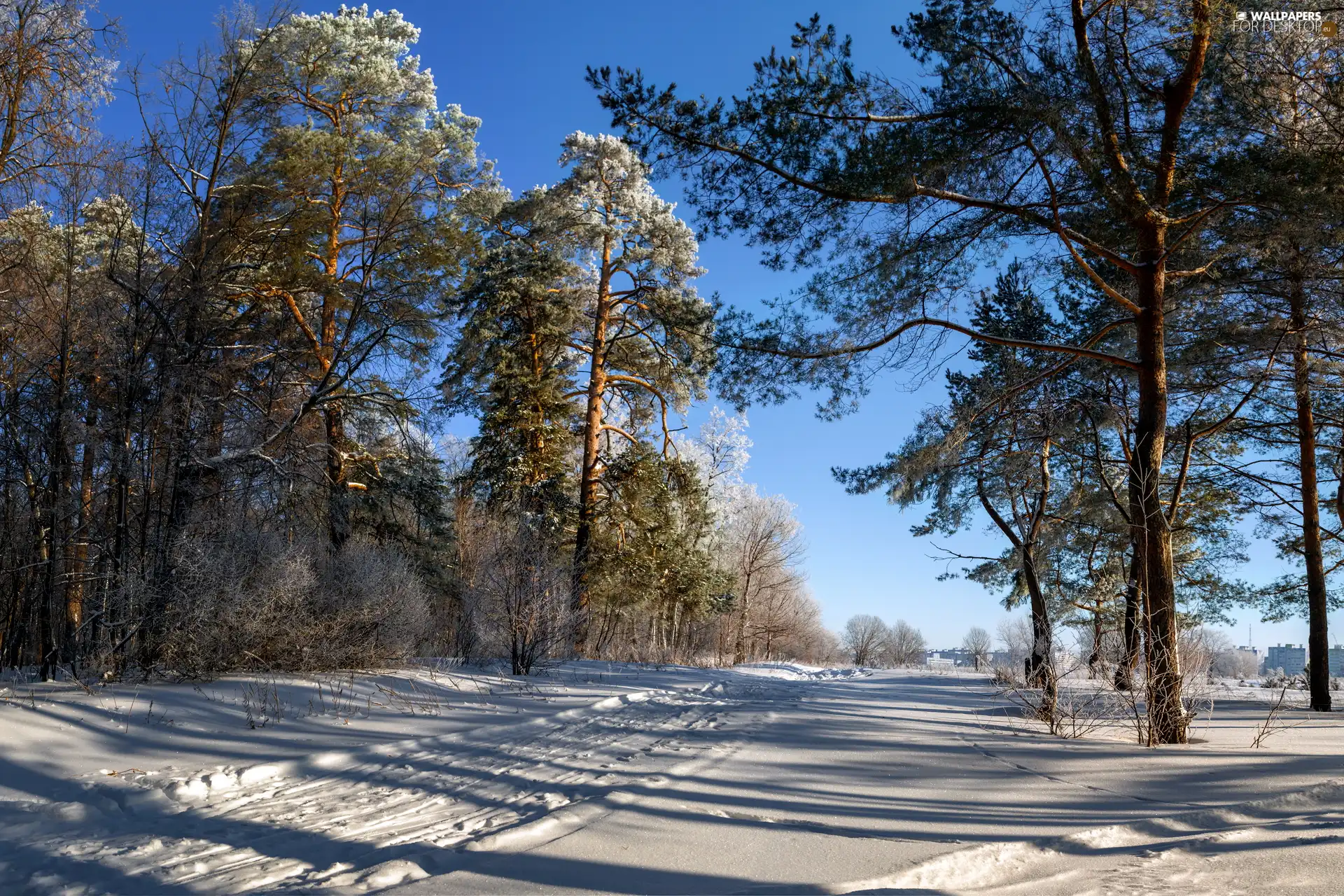 Snowy, winter, trees, viewes, pine, Way