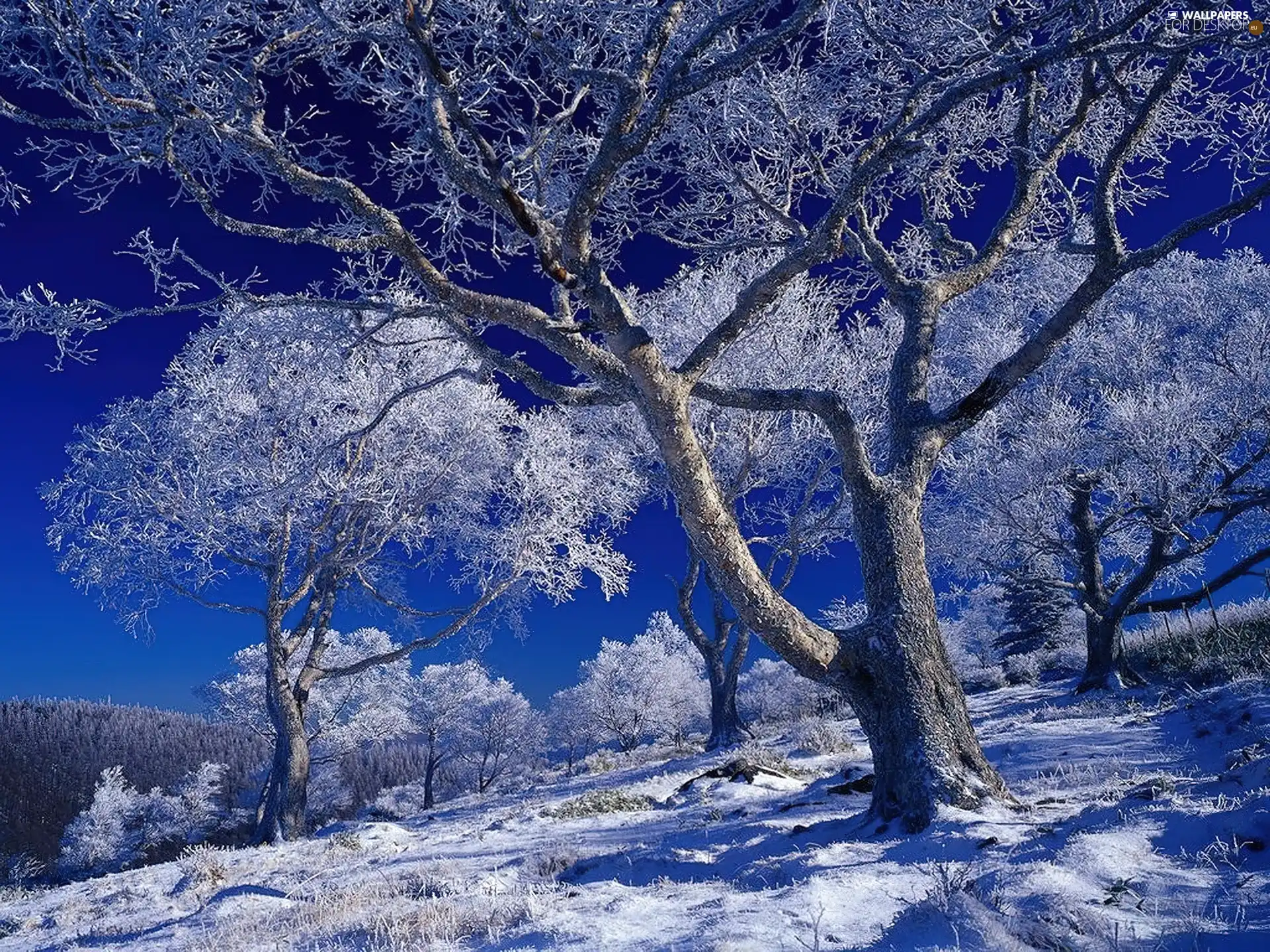 winter, trees, viewes, frosty