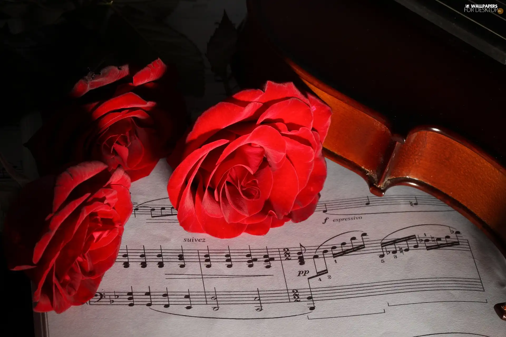 Flowers, Tunes, violin, Roze