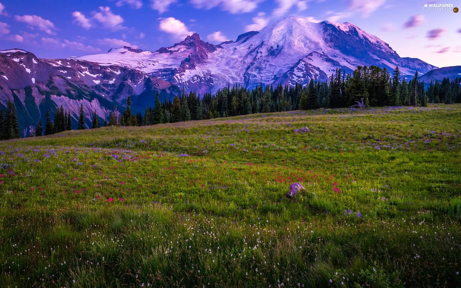 Mount Rainier National Park, Mountains, clouds, Meadow, Wildflowers, Washington State, The United States, Flowers