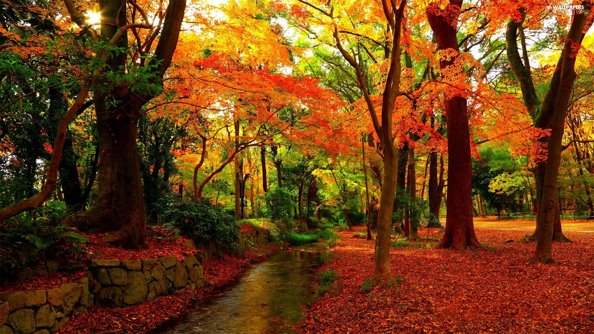 water, forest, autumn