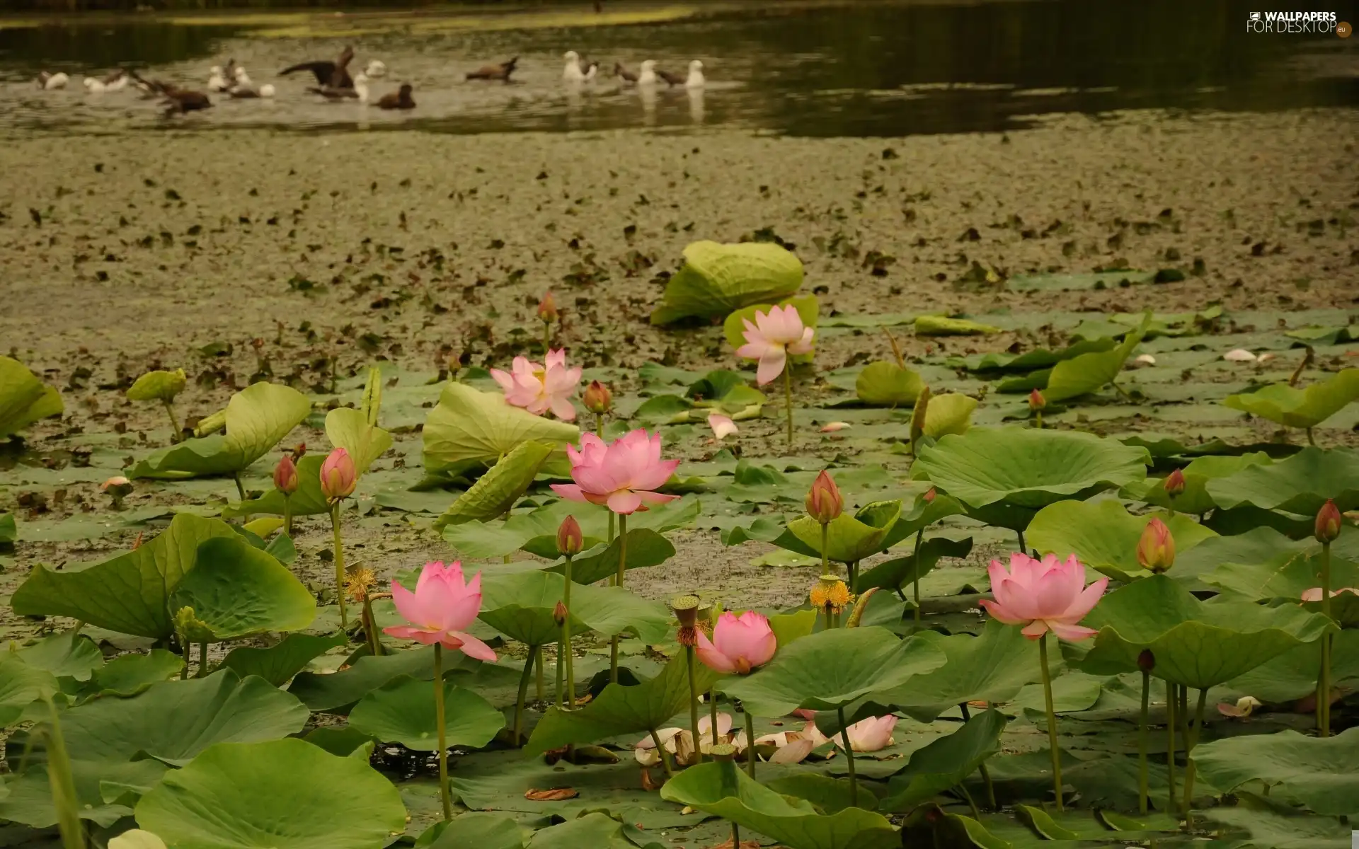 Pond - car, Lily, water