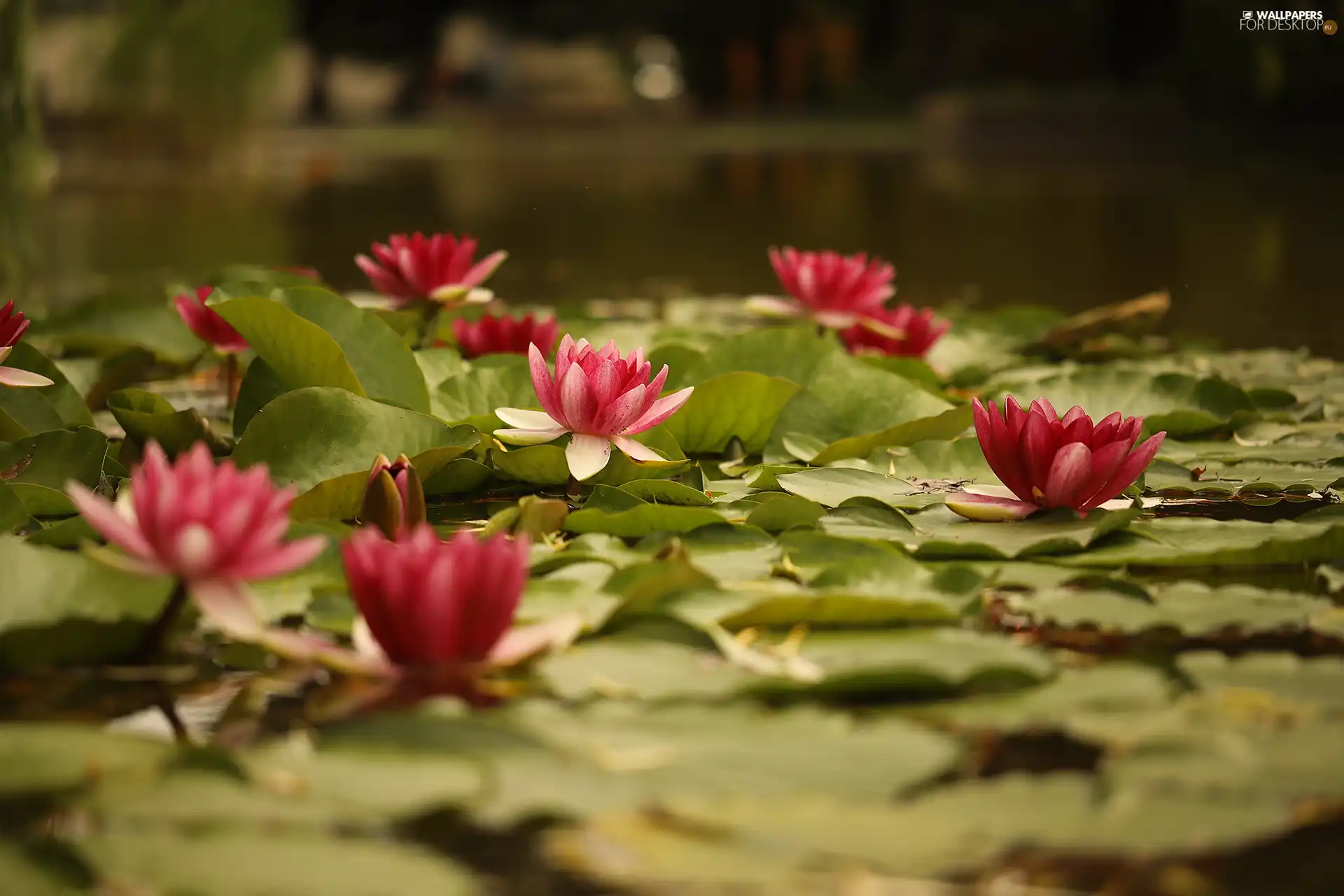 Flowers, rapprochement, Nenufary, Waterlily, Water lilies