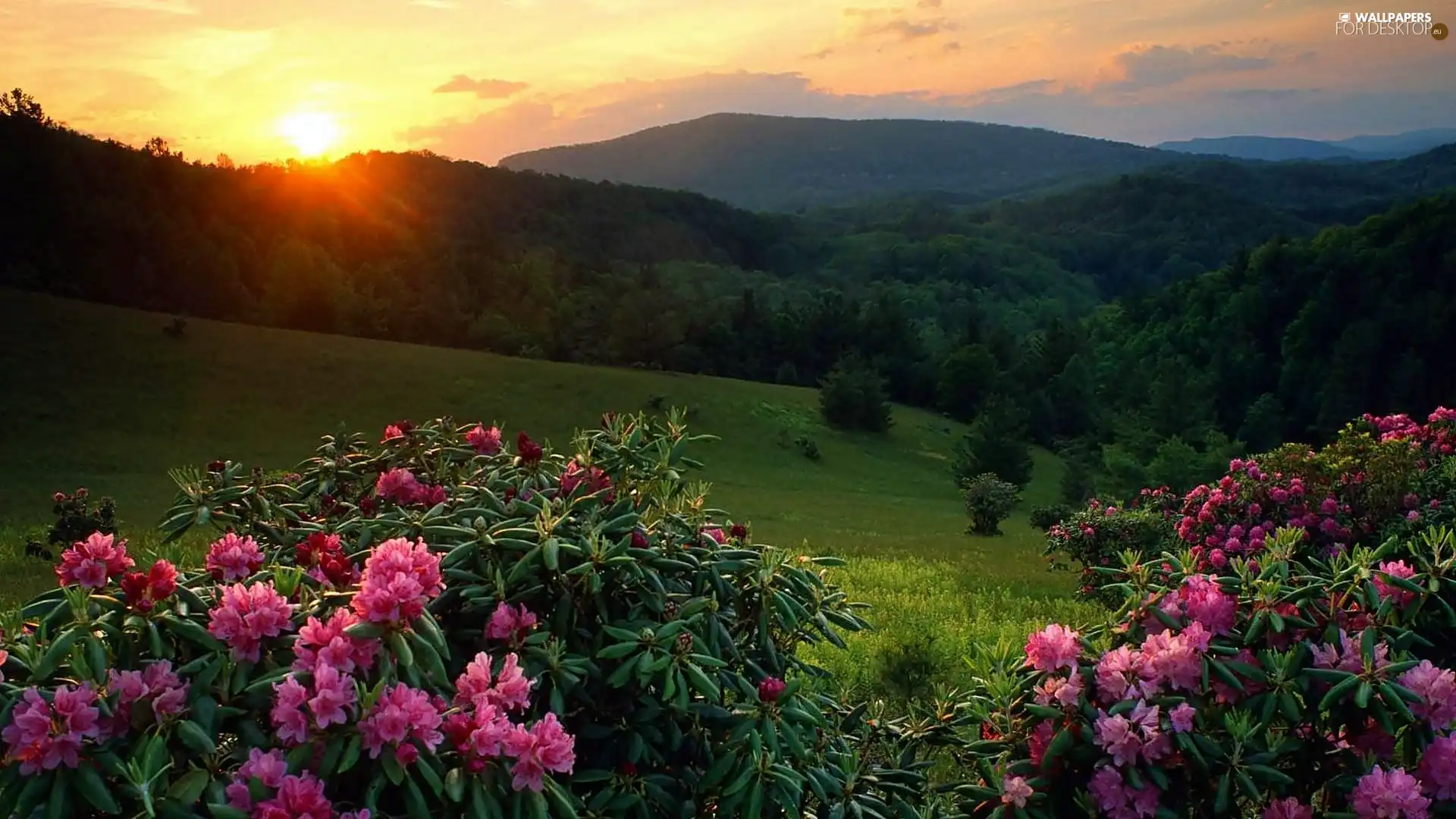 west, The Hills, flourishing, Rhododendrons, sun, woods