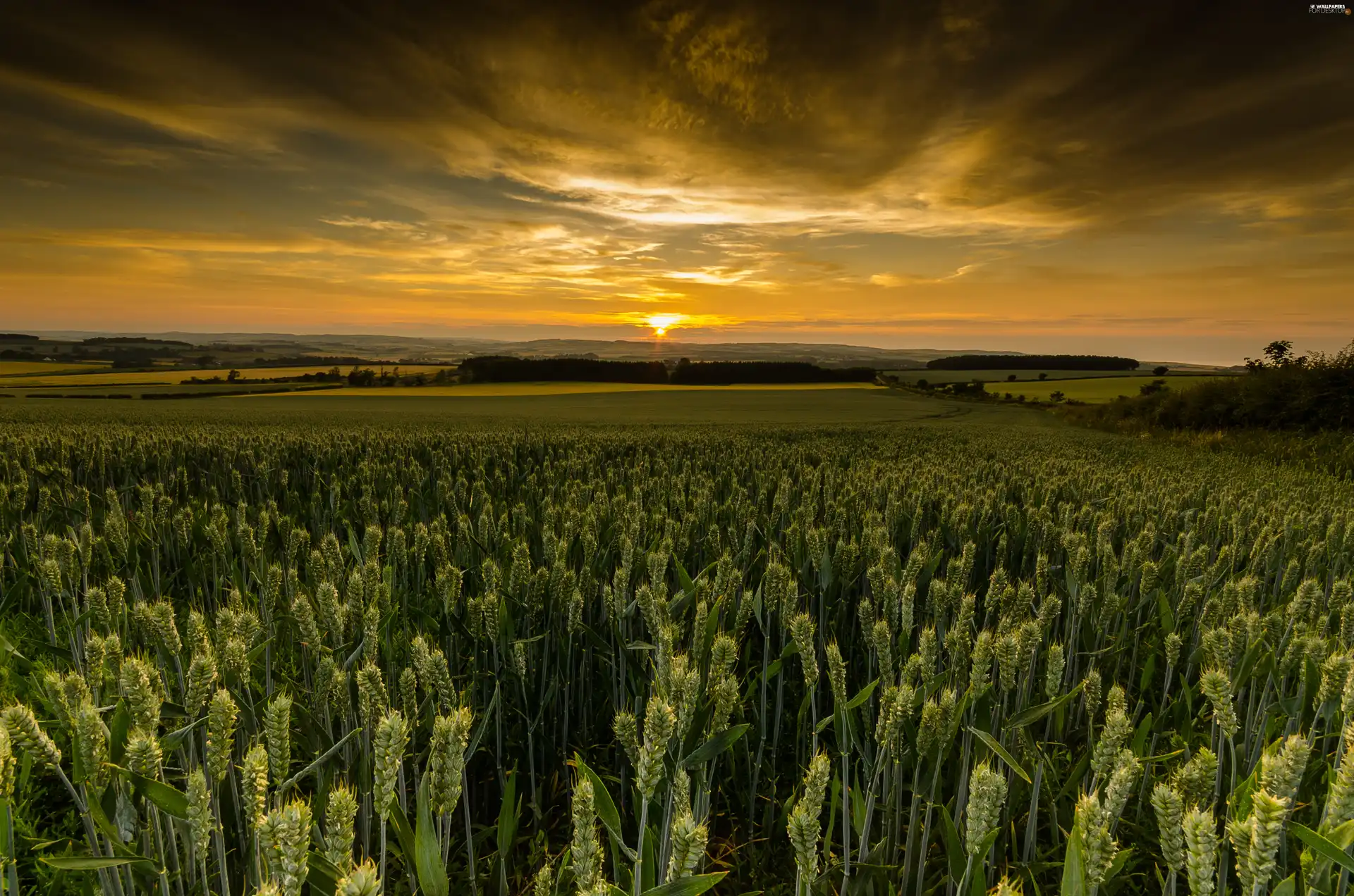Great Sunsets, Field, wheat