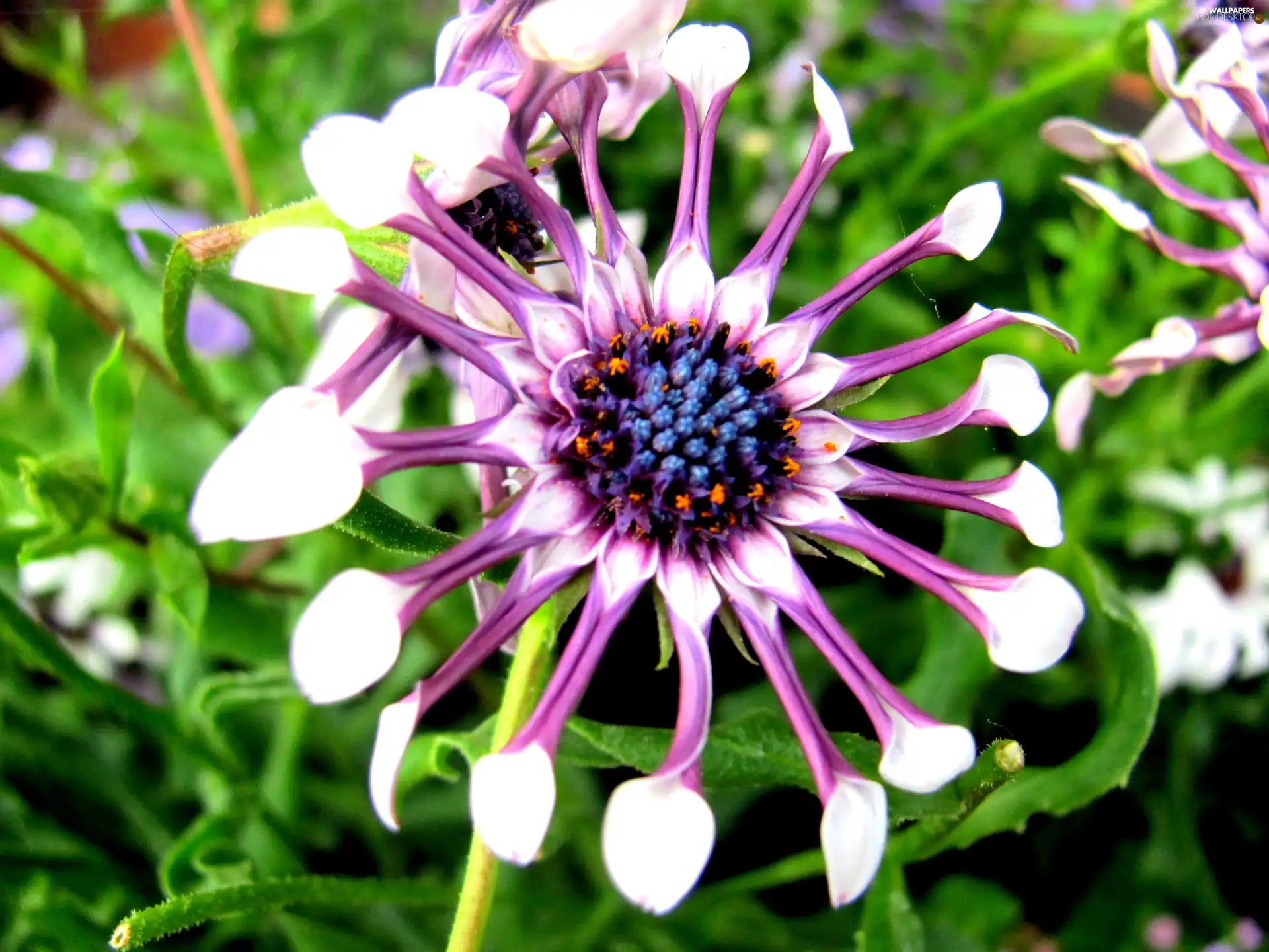Colourfull Flowers, purple, White