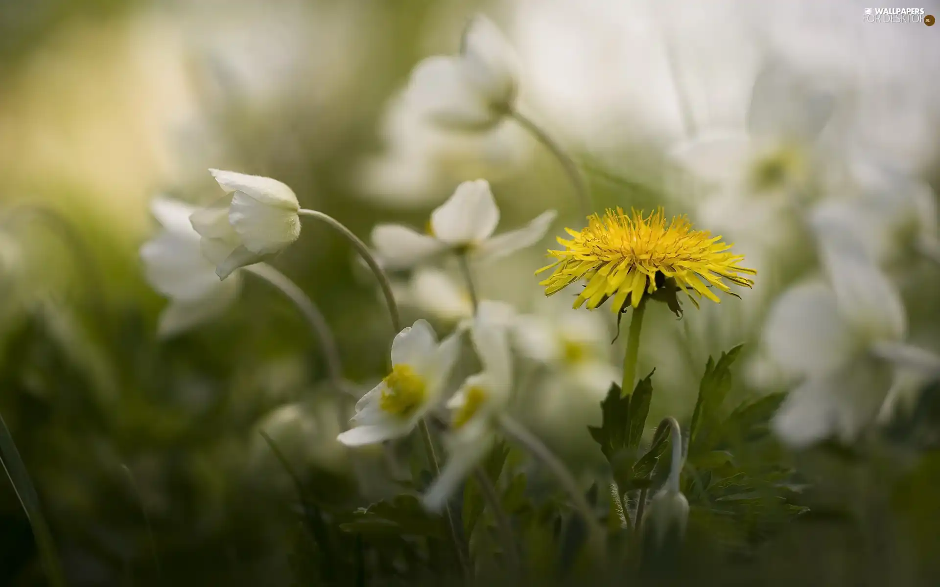 Flowers, Common Dandelion, White