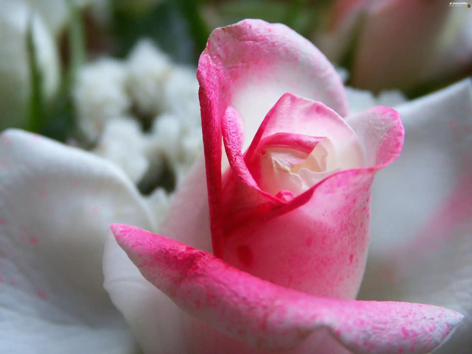 white-pink, rose