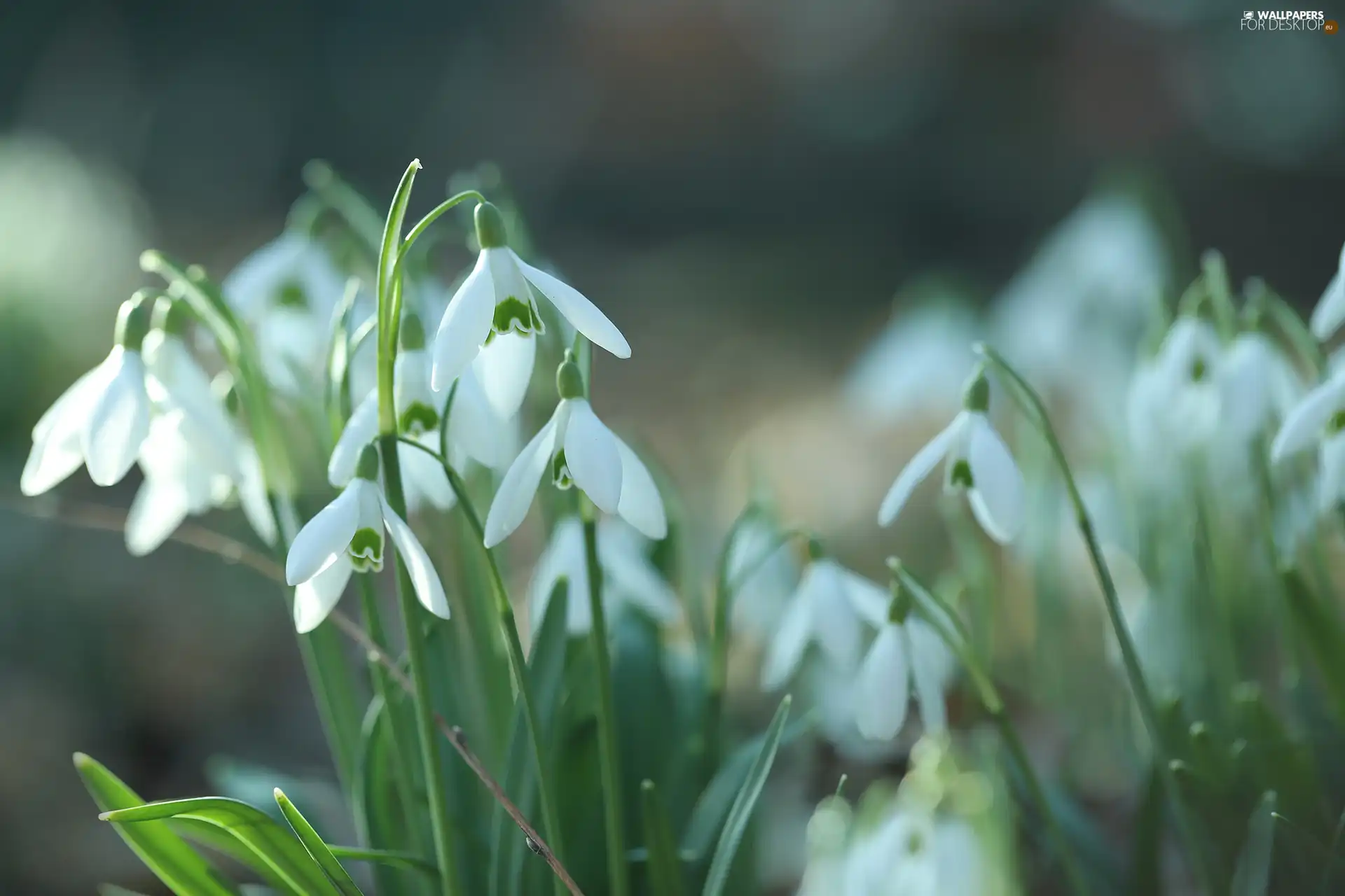 snowdrops, Flowers, Tufts, White