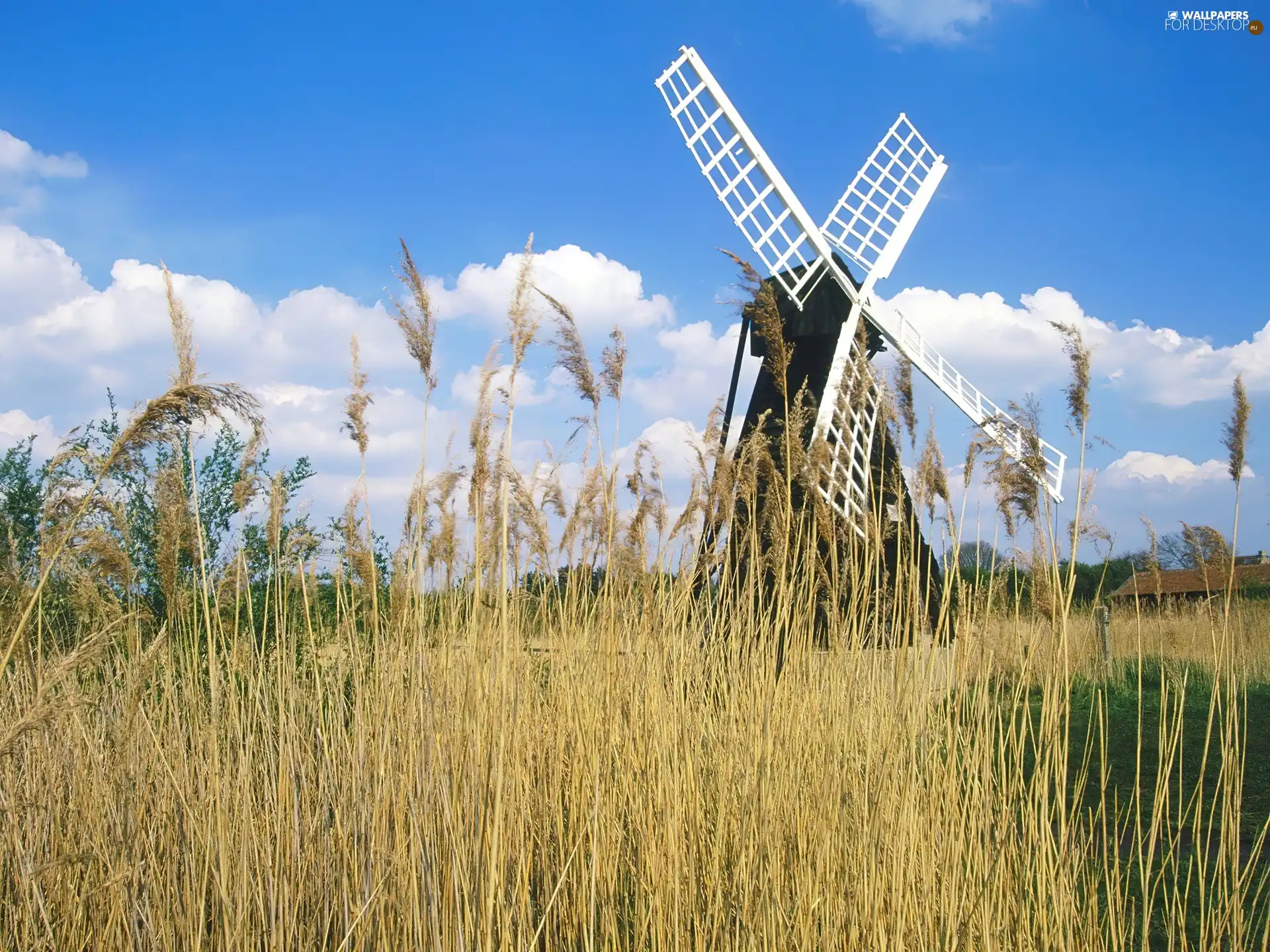Meadow, grass, Windmill, dry