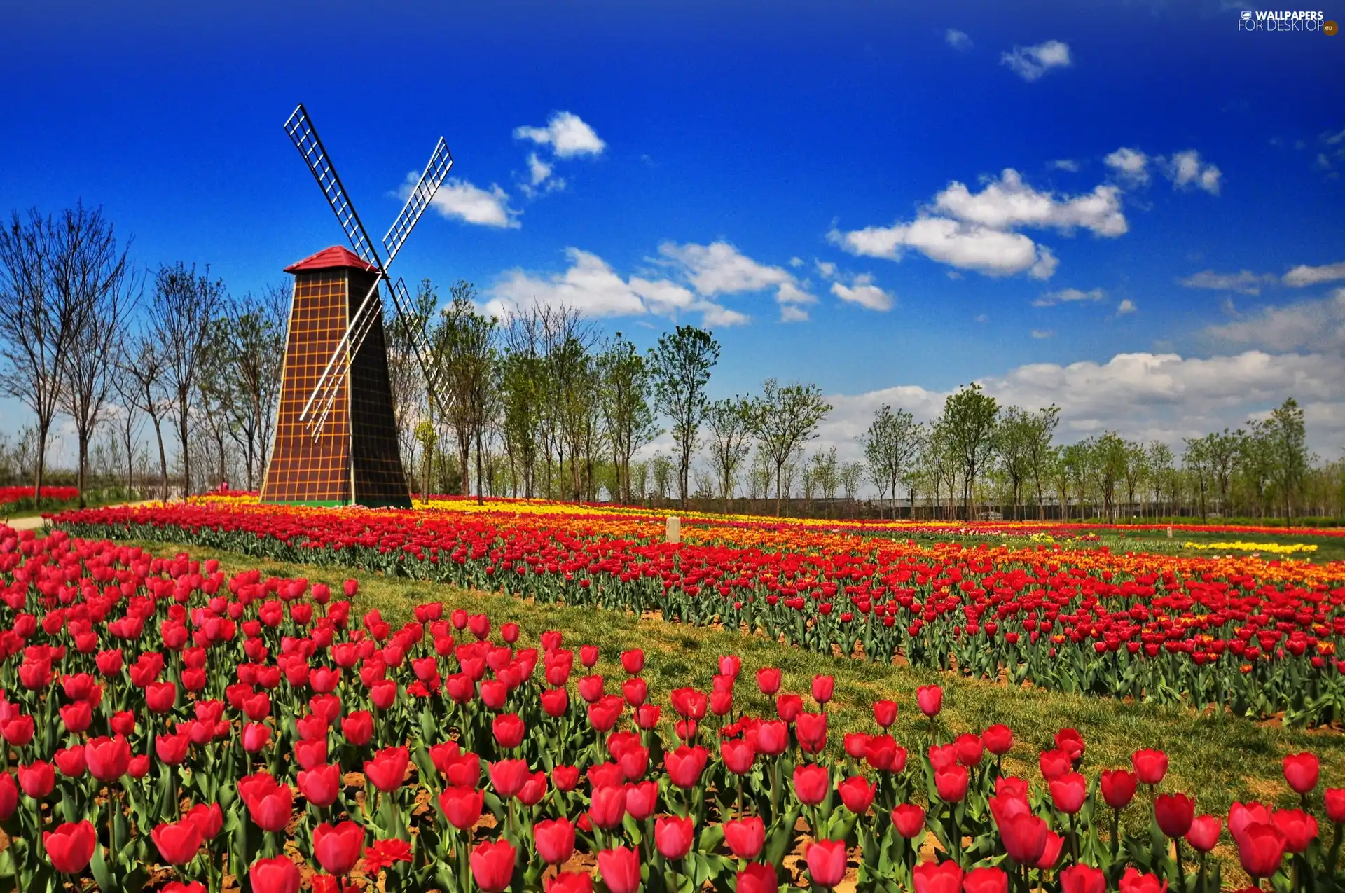 tracts, tulips, Windmill, red