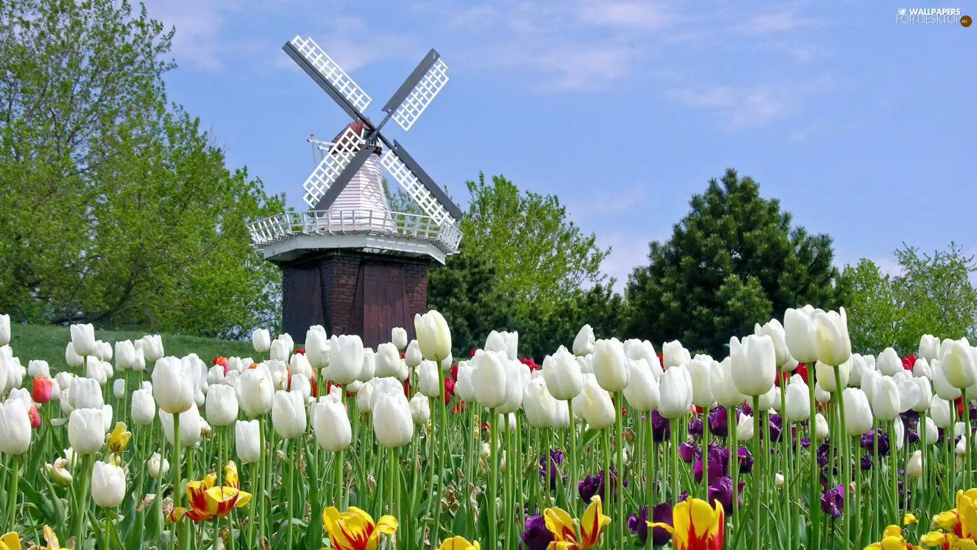 Windmill, Dutch, Tulips