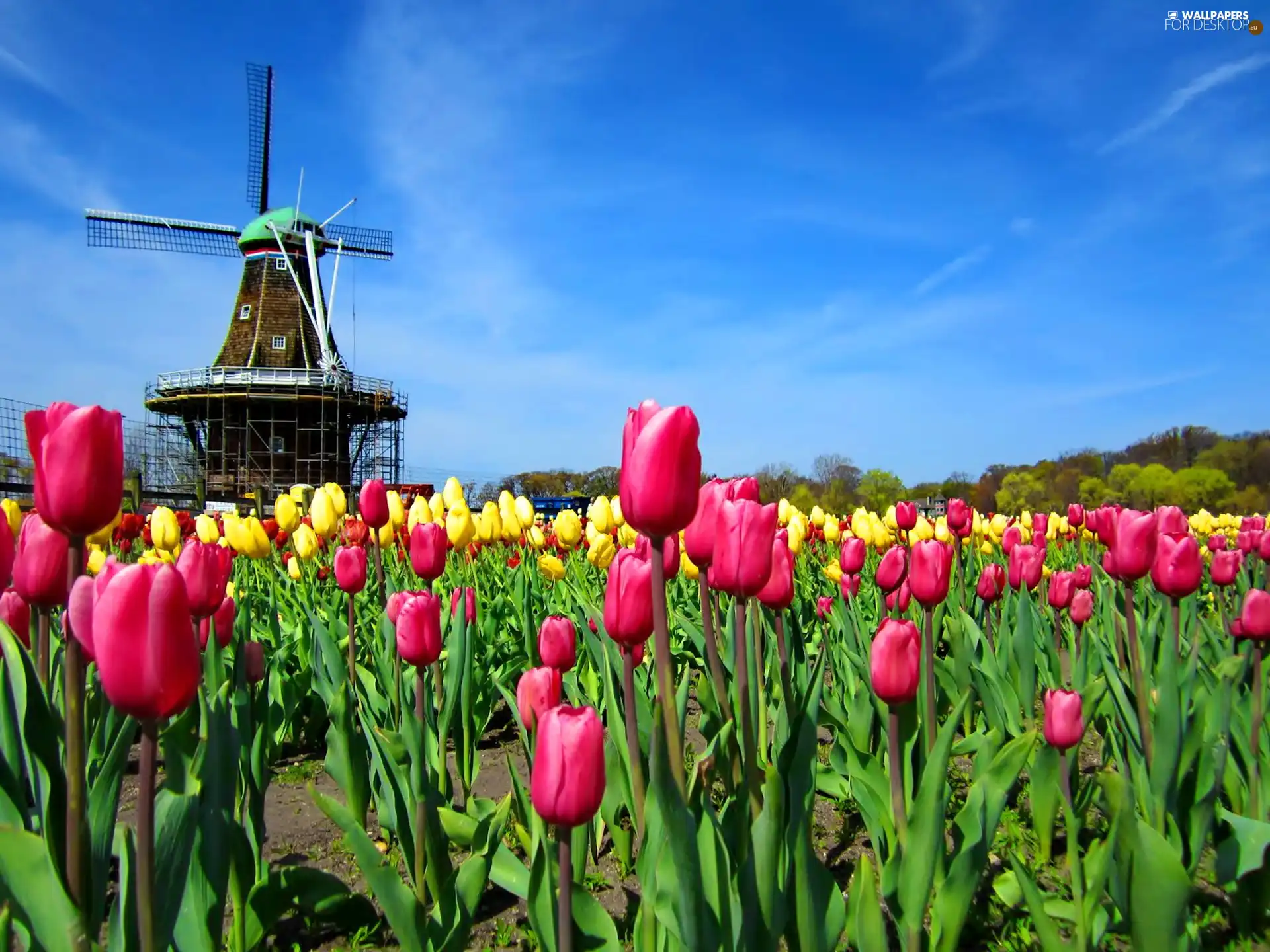 Windmill, Sky, Tulips