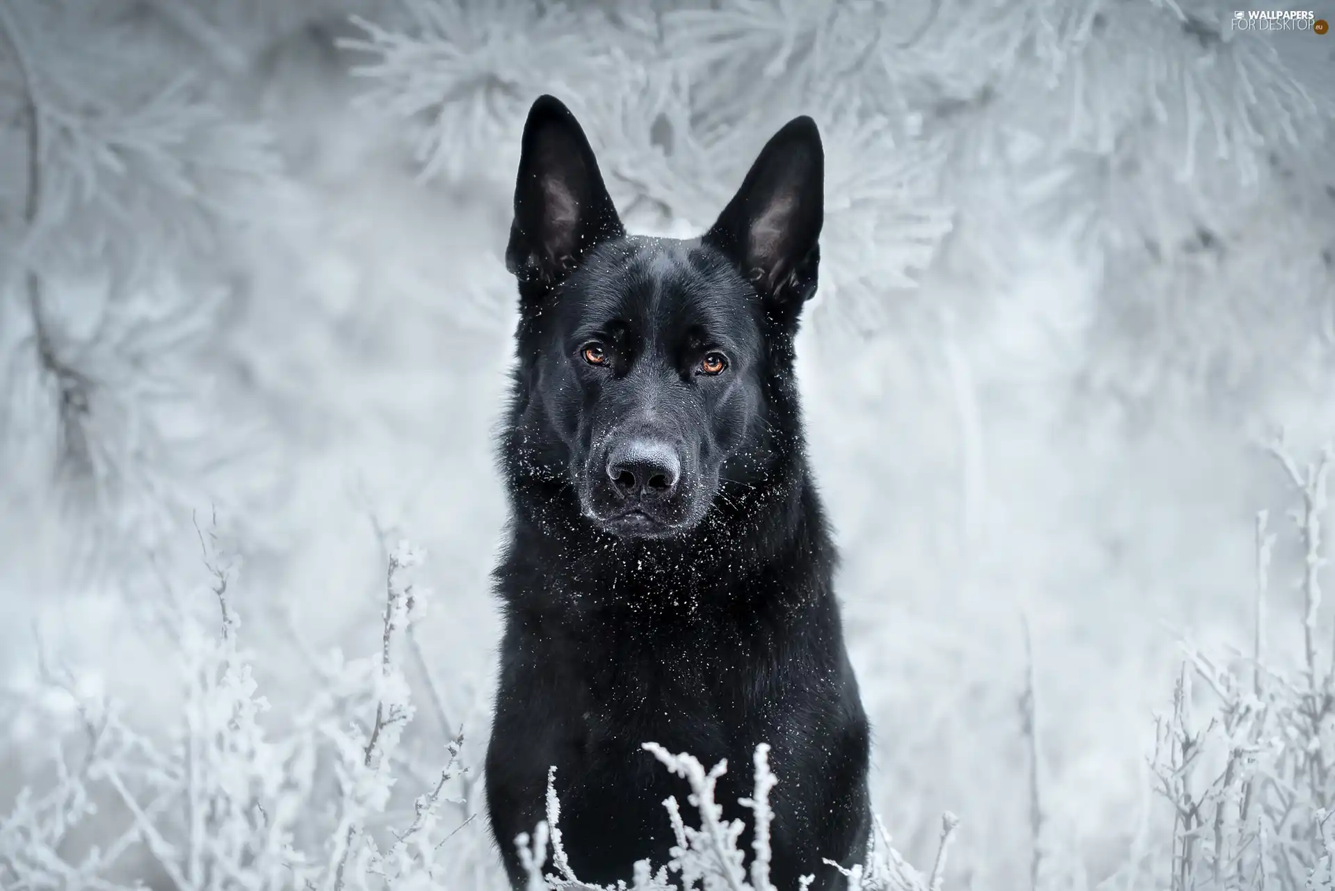 dog, winter, snow, German Shepherd