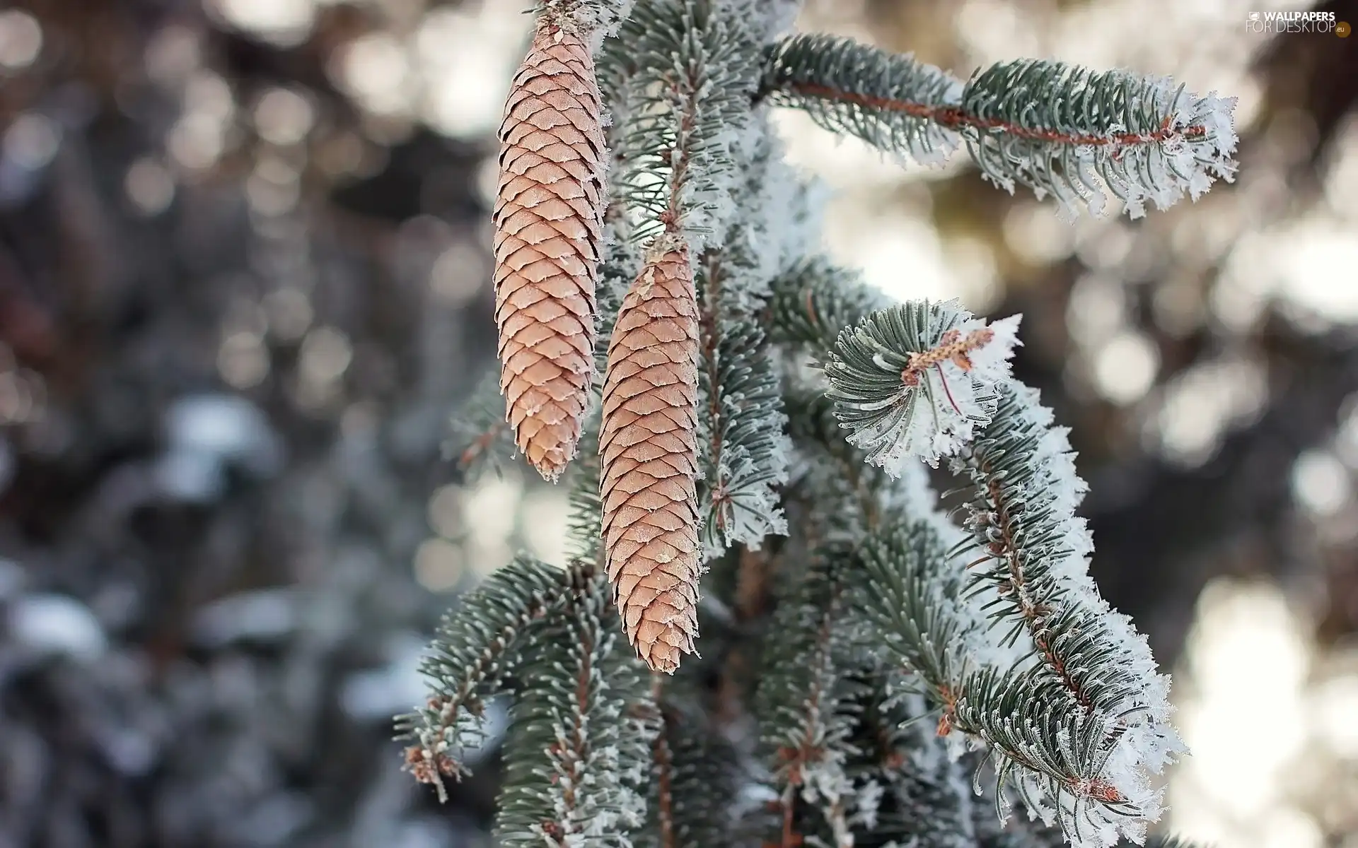 spruce, forest, winter, cones