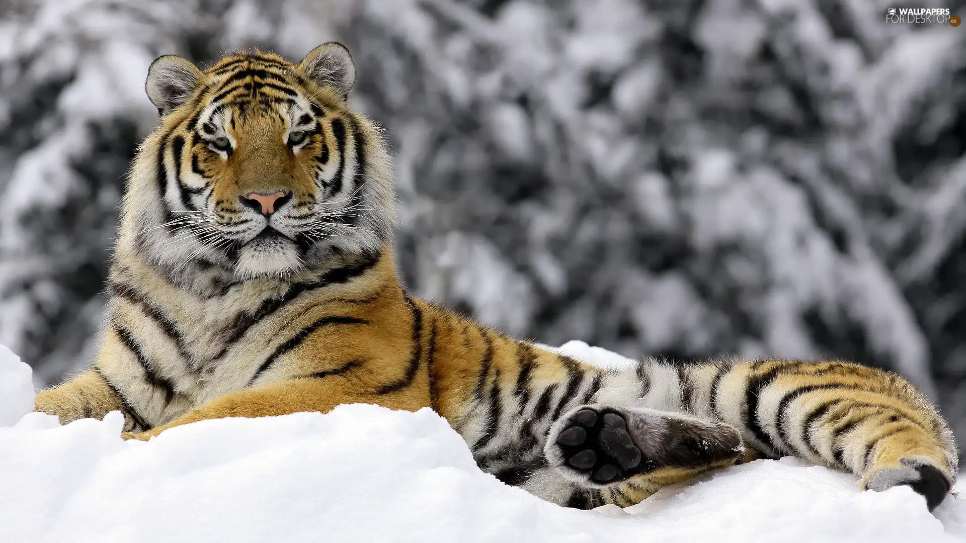 tiger, winter