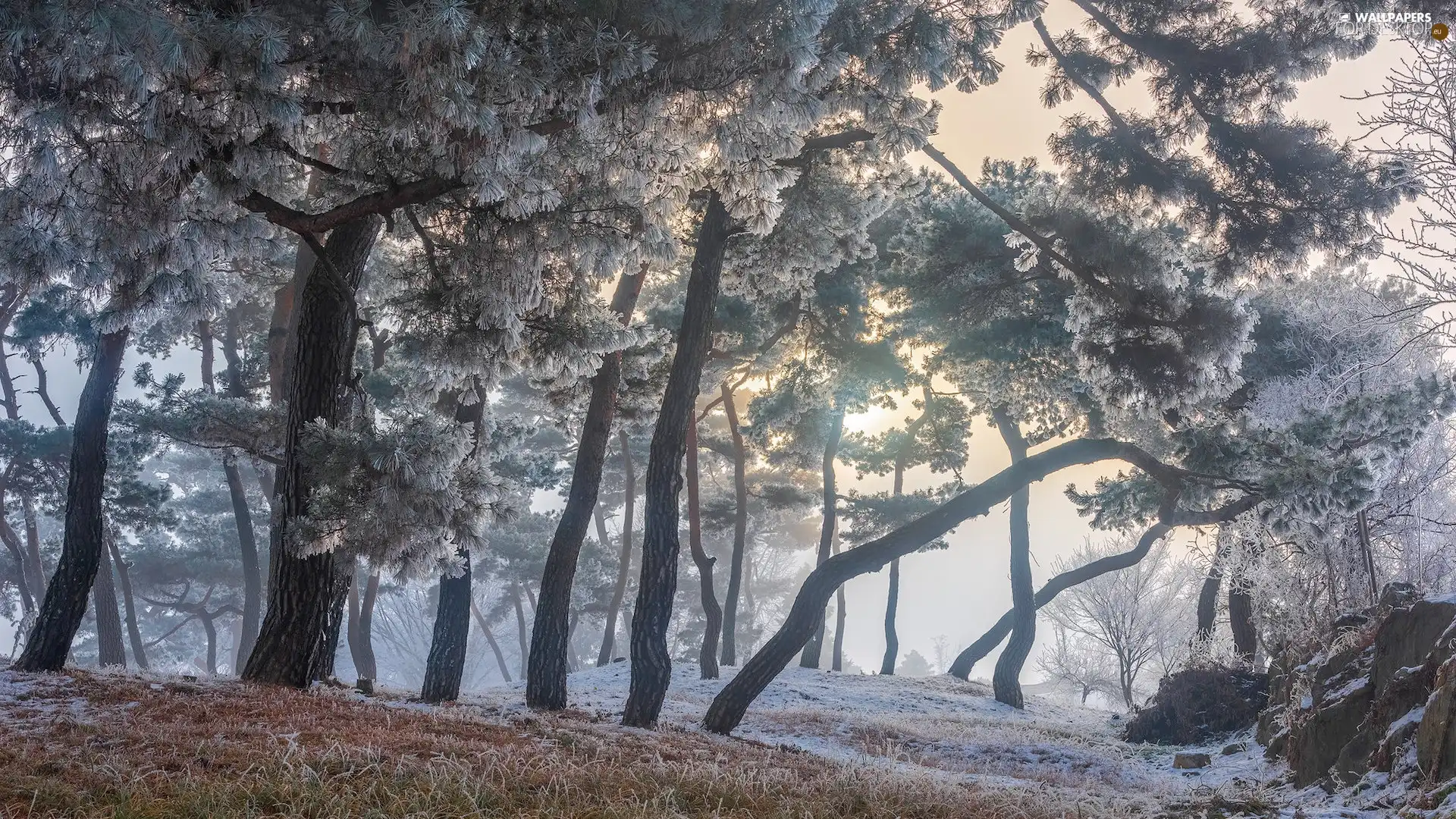 frosty, trees, grass, winter, pine, viewes