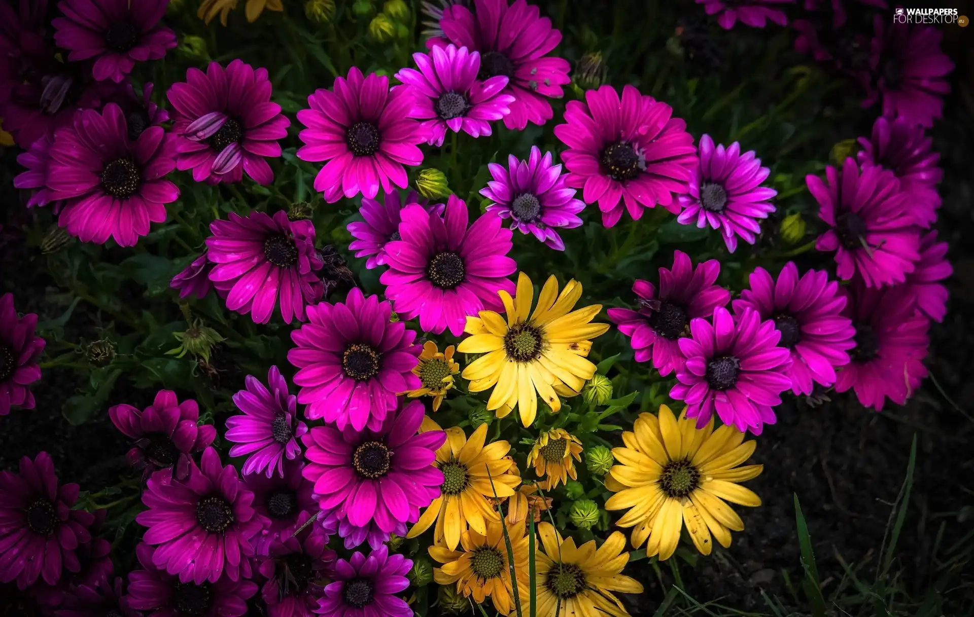 African Daisies, Pink, Yellow