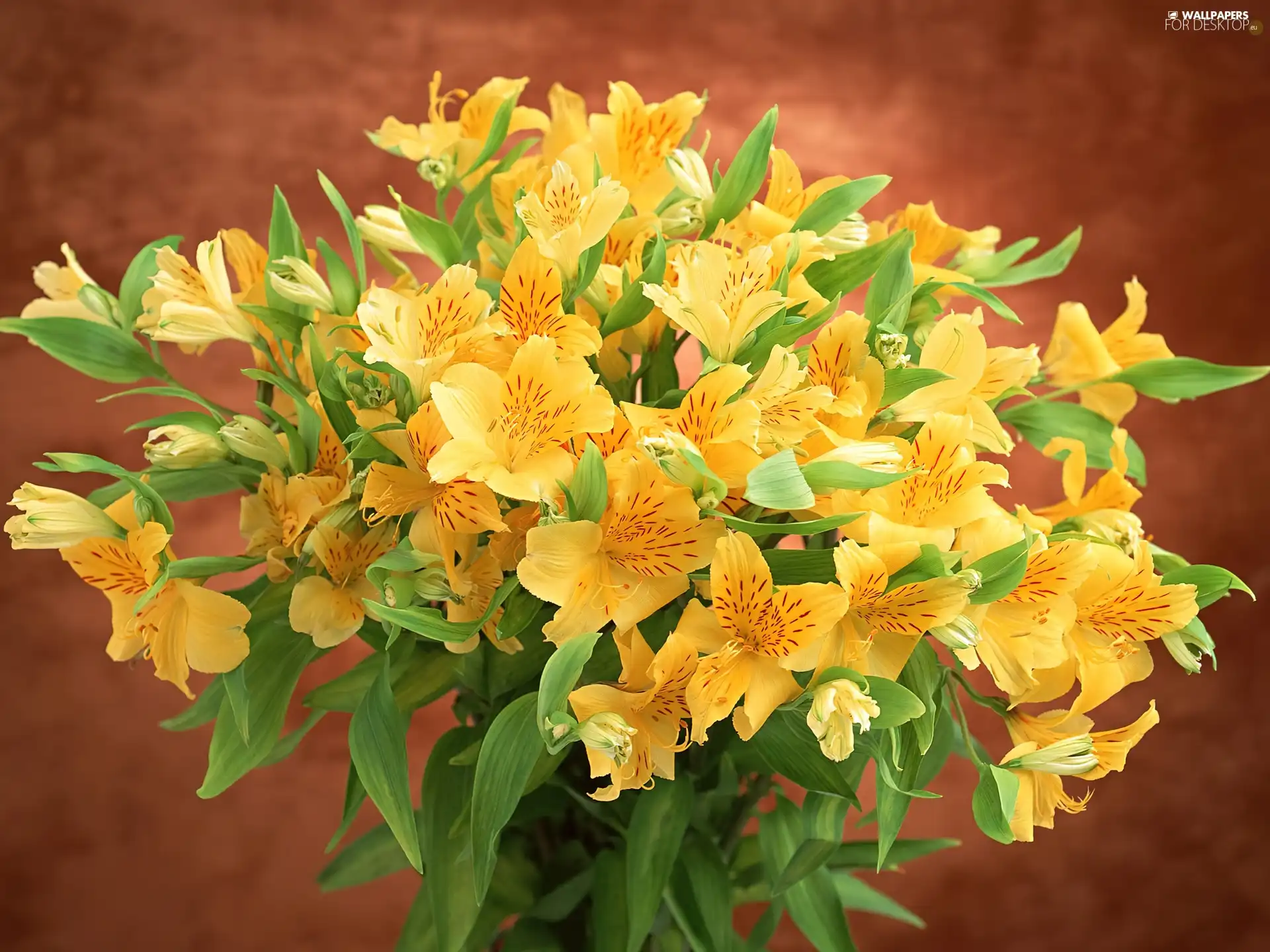 Alstroemeria, bouquet, Yellow