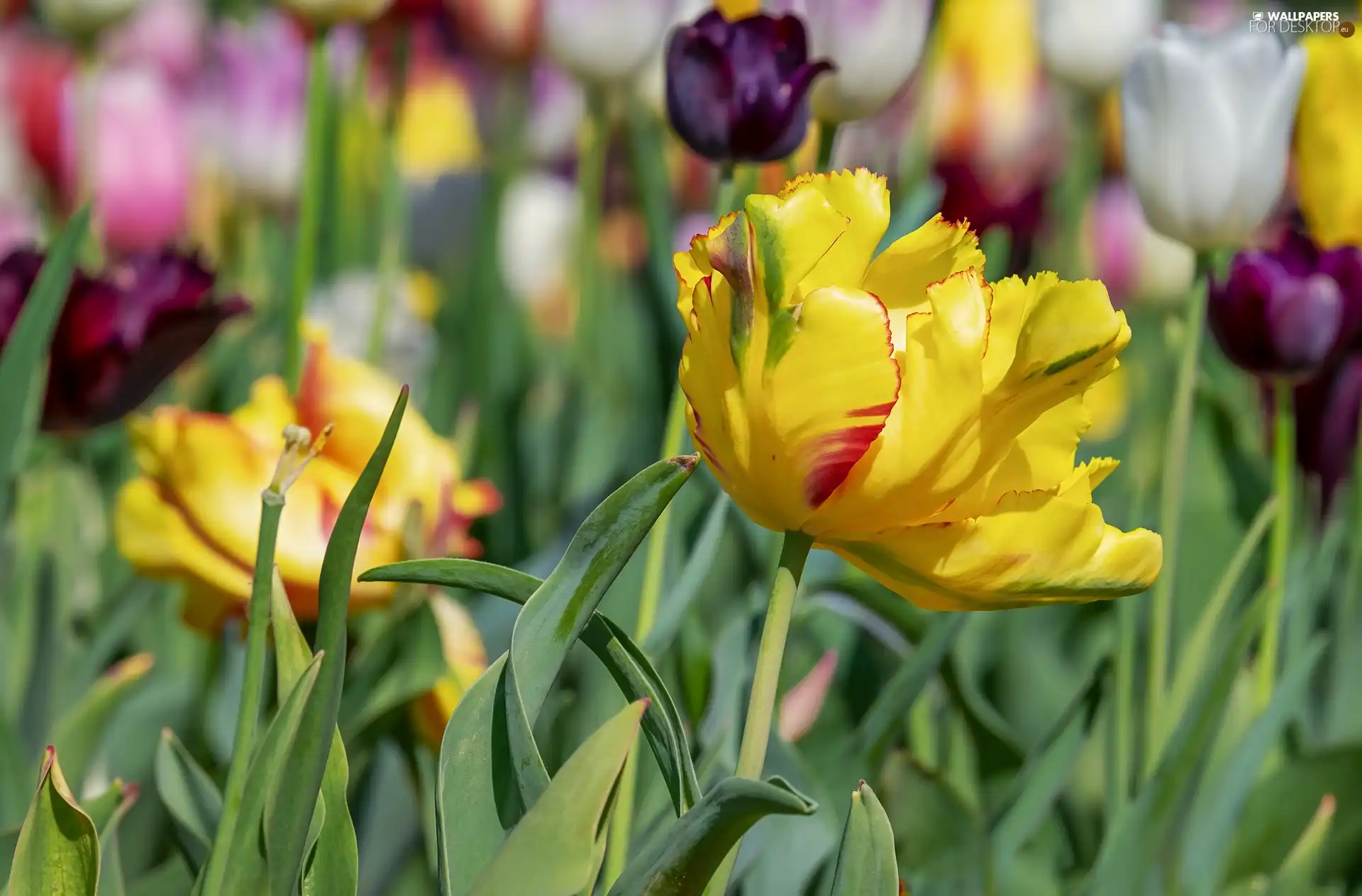 Meadow, blurry background, Yellow, tulip, Tulips