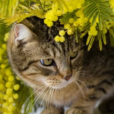 cat, branch pics, Acacia Dealbata, Plants