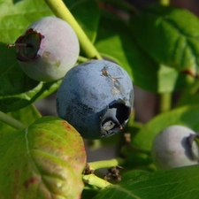 maturing, bilberry, American, Fruits