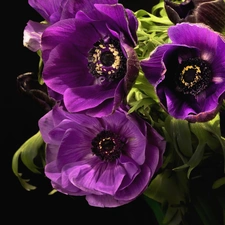 Purple, Anemones