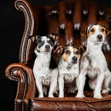 Three, Jack Russell Terrier, Armchair, Dogs