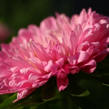 Colourfull Flowers, Pink, Aster