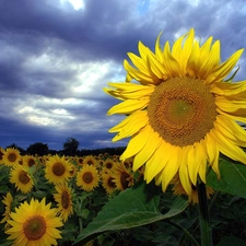 Field, Donnerskirchen, Austria, sunflowers