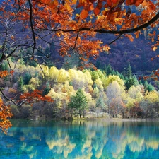 reflection, viewes, autumn, trees