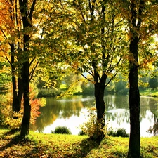 trees, Pond - car, autumn, viewes