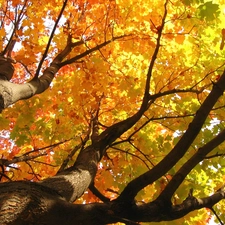 trees, Leaf, autumn, viewes